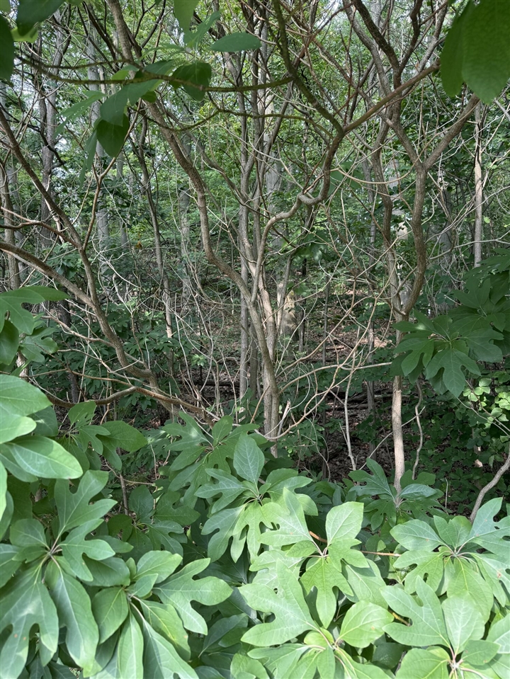 Photo 3 of Land for sale at Wildwood Dr, West Olive, MI 49460 | MLS# 70551999 | Listing updated on 2026-10-20