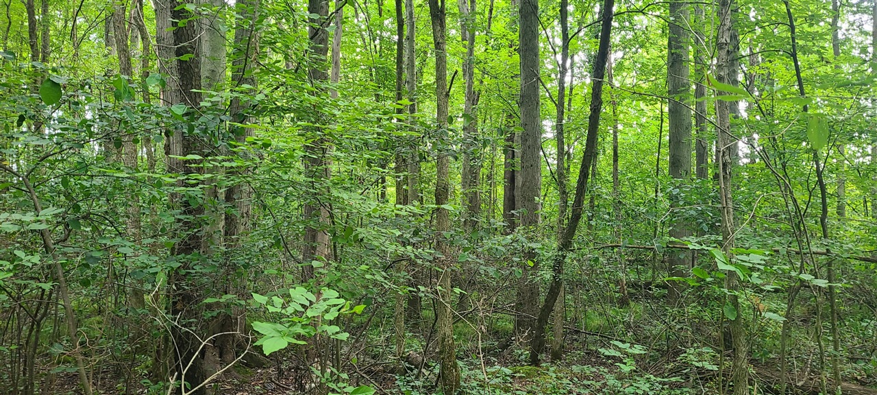 Photo 4 of Land for sale at 45 Acres 108th Ave, Allegan, MI 49010 | MLS# 70552799 | Listing updated on 2026-10-07