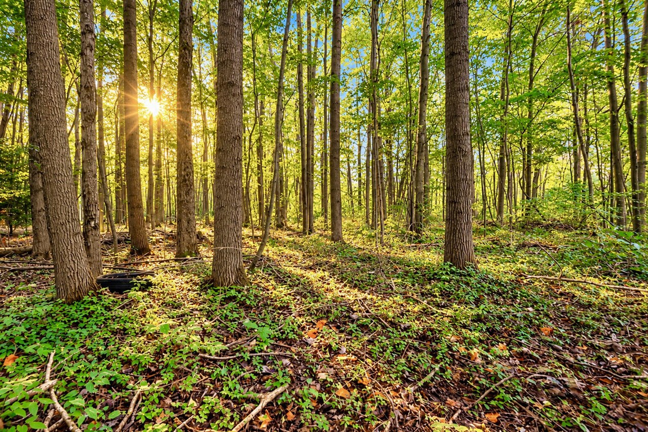 Photo 3 of Land for sale at 00000 SE County Line Rd, Mount Pleasant, MI 48858 | MLS# 70552941 | Listing updated on 2026-09-27