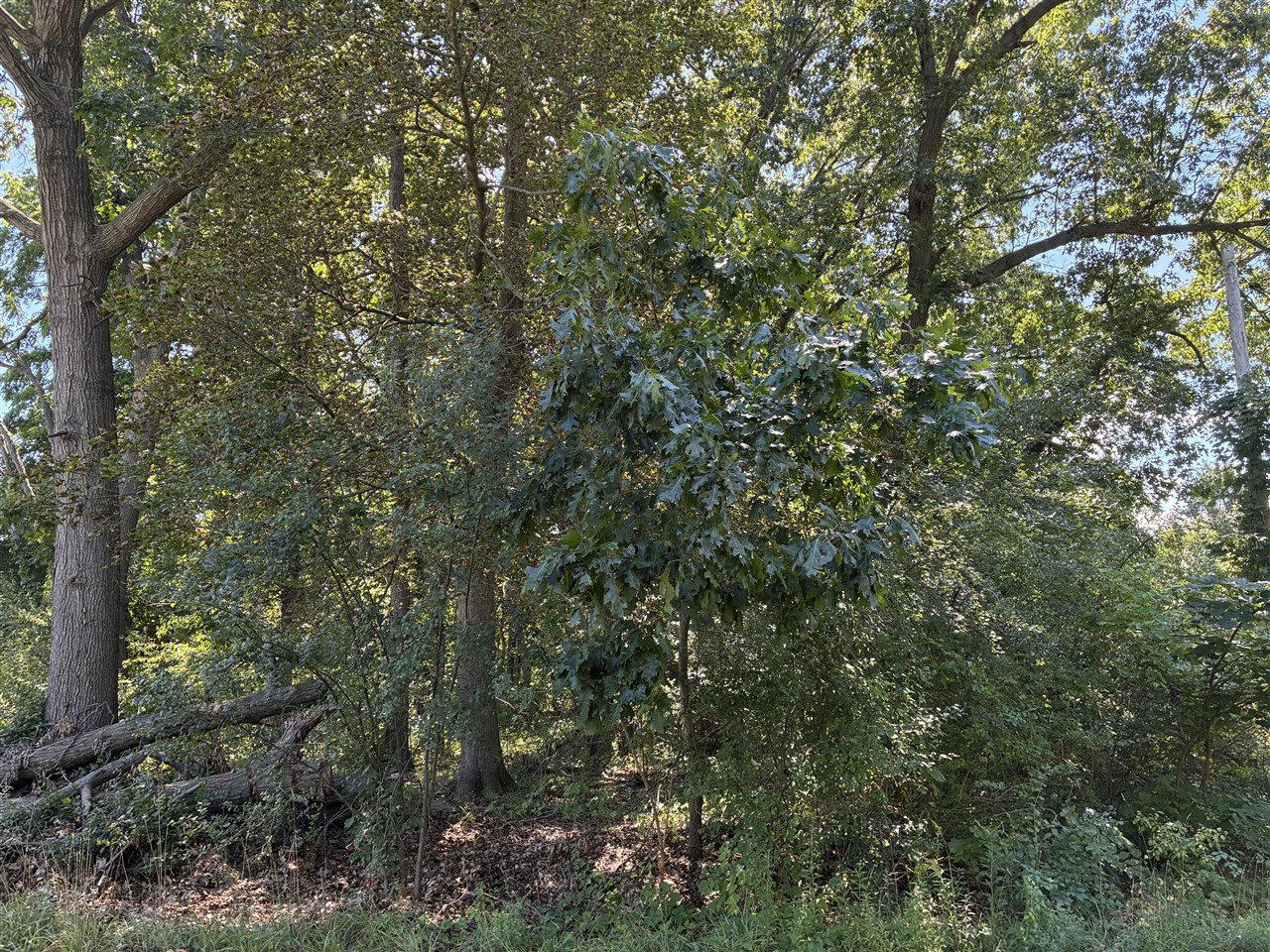 2nd image of Francis Ave, Kalamazoo, MI 49048 | MLS# 70553037
