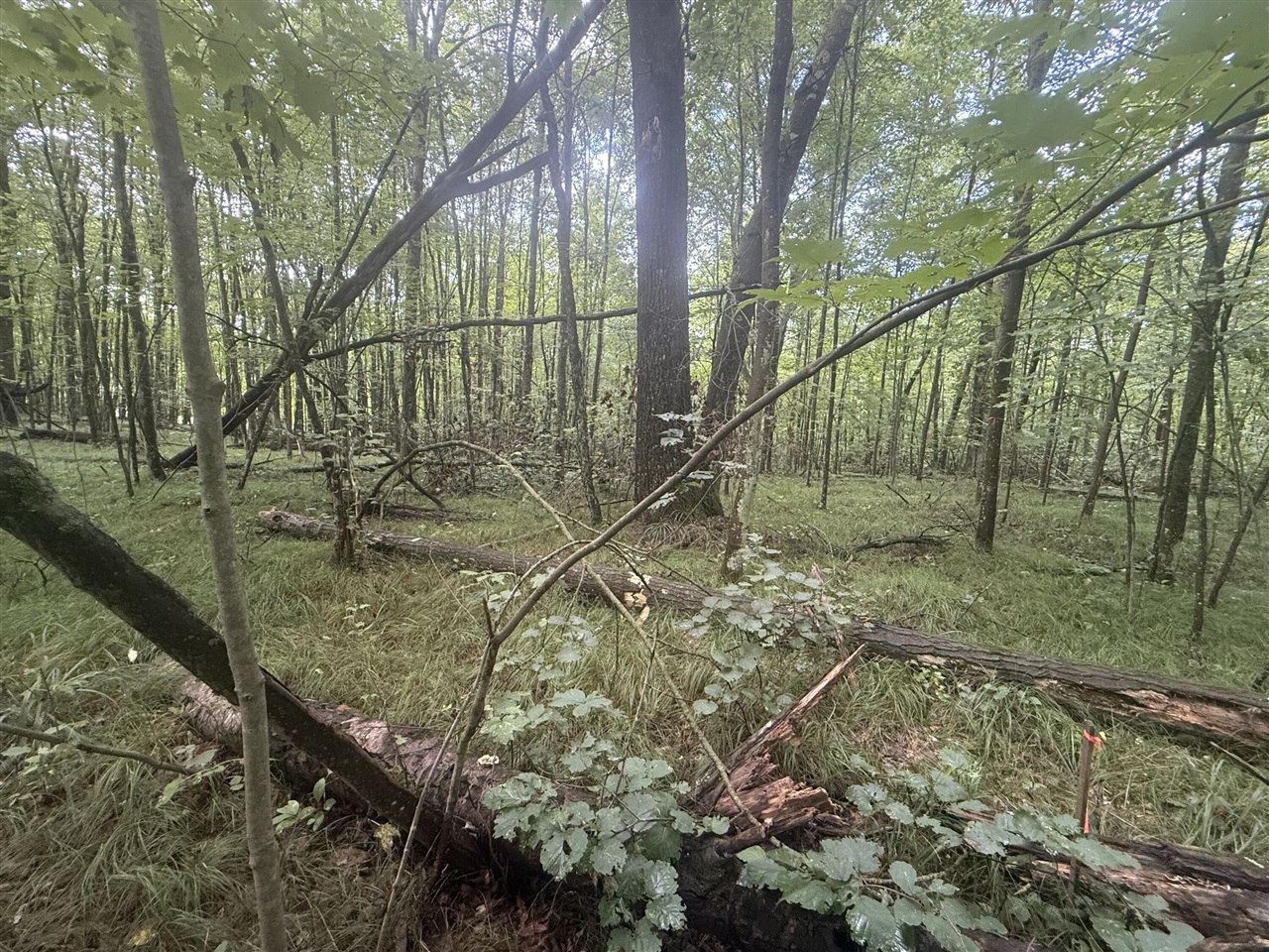 Photo 2 of Land for sale at E 68th Street, Chase, MI 49623 | MLS# 70556952 | Listing updated on 2026-09-30