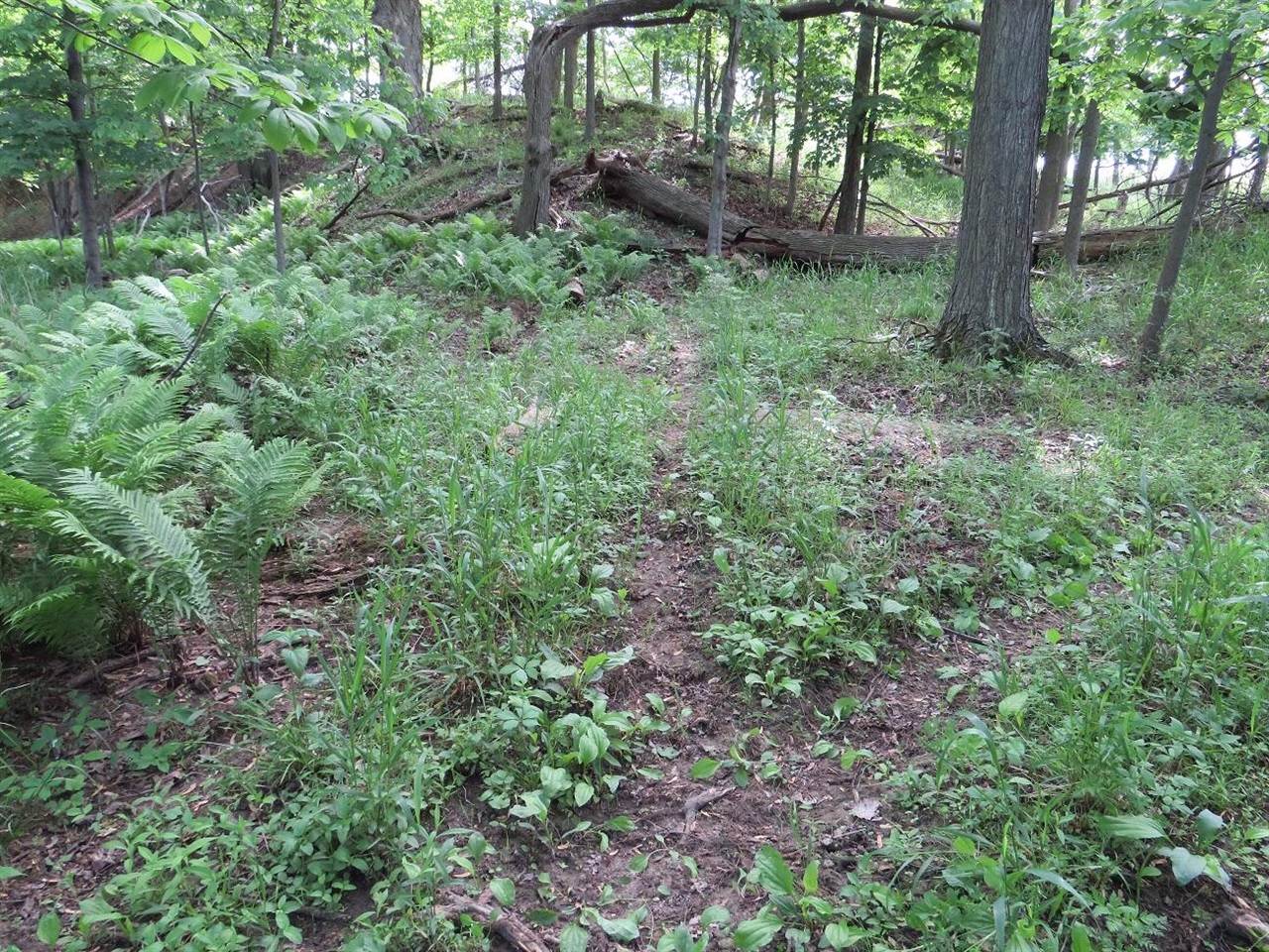 Photo 3 of Land for sale at Vl Rescue Rd, Update, MI 48754 | MLS# 70558357 | Listing updated on 2026-09-13