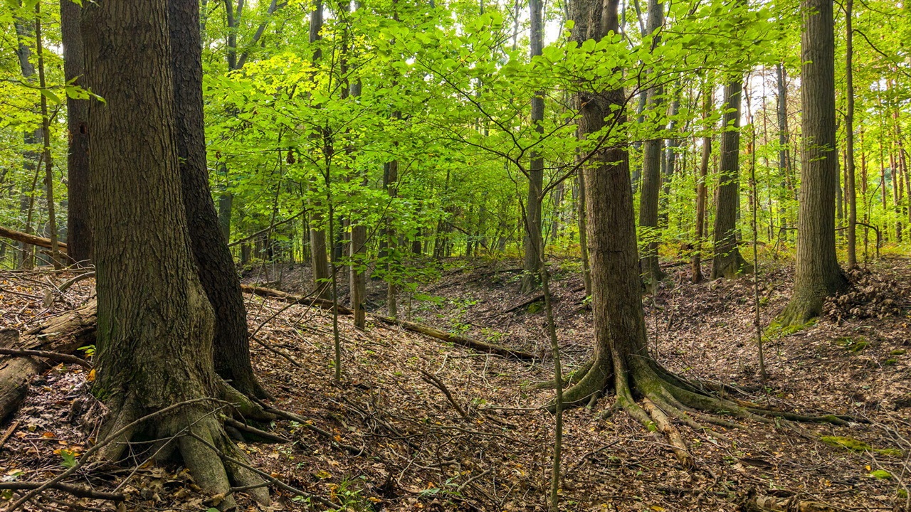 Photo 4 of Land for sale at 4 104th Avenue, South Haven, MI 49090 | MLS# 70560607 | Listing updated on 2026-09-24