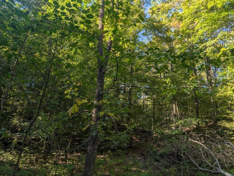 Land for sale at V/l Lewis Rd, East Jordan, MI 49727 | MLS# 70561292