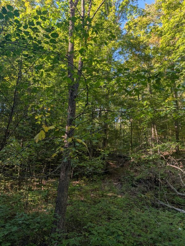 Photo 2 of Land for sale at V/l Lewis Rd, East Jordan, MI 49727 | MLS# 70561292 | Listing updated on 2026-09-29