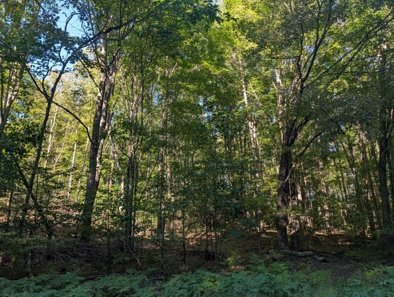 Photo 3 of Land for sale at V/l Lewis Rd, East Jordan, MI 49727 | MLS# 70561292 | Listing updated on 2026-09-29
