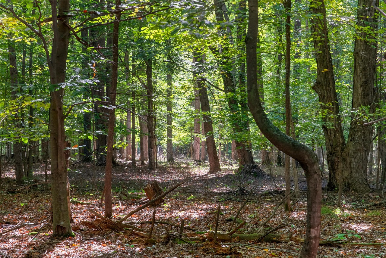 Photo 1 of Land for sale at 8500 N 80th Avenue, Pentwater, MI 49449 | MLS# 70562220 | Listing updated on 2026-10-06