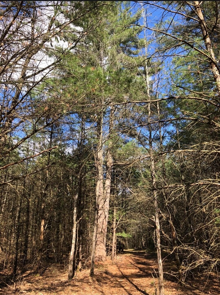 Photo 2 of Land for sale at Nw Dalson Rd, Holton, MI 49425 | MLS# 70562366 | Listing updated on 2026-10-05
