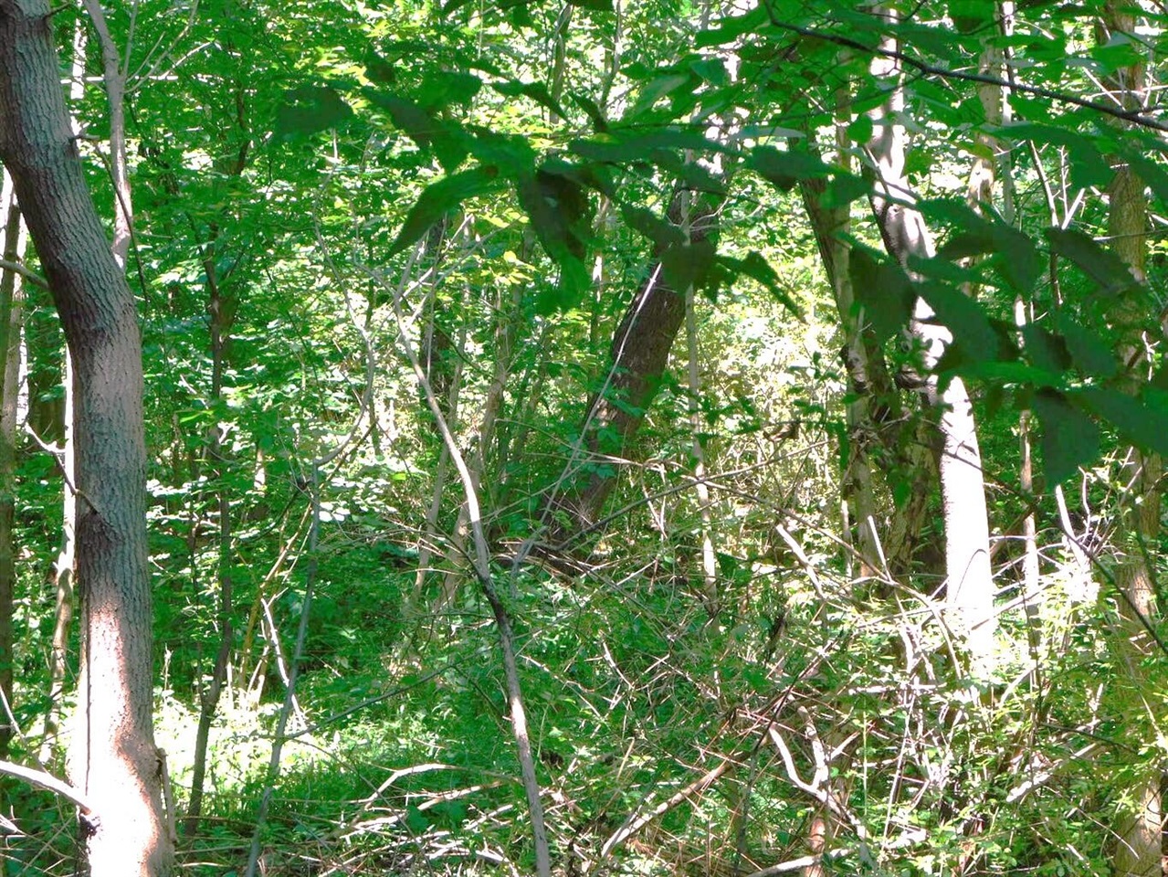 Photo 3 of Land for sale at E Napier Ave, Benton Harbor, MI 49022 | MLS# 70562376 | Listing updated on 2026-10-03