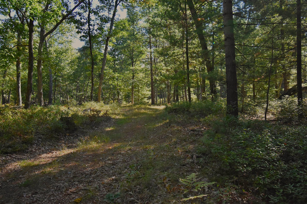 Photo 1 of Land for sale at Whitney St, Baldwin, MI 49304 | MLS# 70562498 | Listing updated on 2026-10-05
