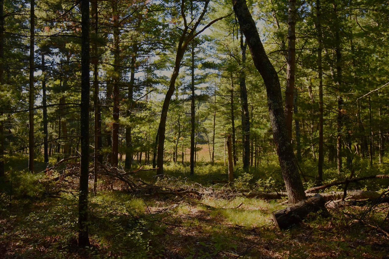 Photo 3 of Land for sale at Whitney St, Baldwin, MI 49304 | MLS# 70562498 | Listing updated on 2026-10-05