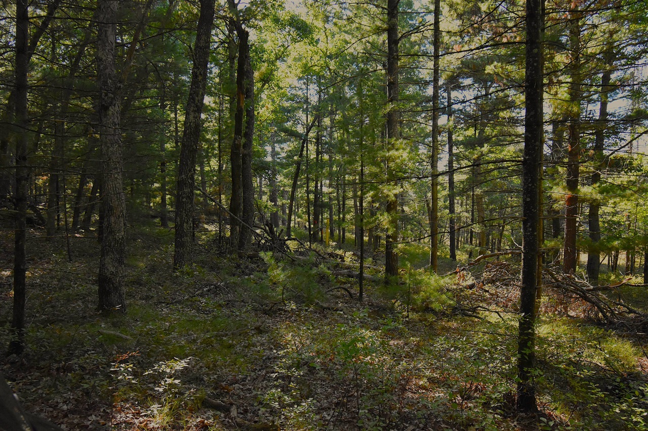 Photo 3 of Land for sale at Whitney St, Baldwin, MI 49304 | MLS# 70562498 | Listing updated on 2026-10-05