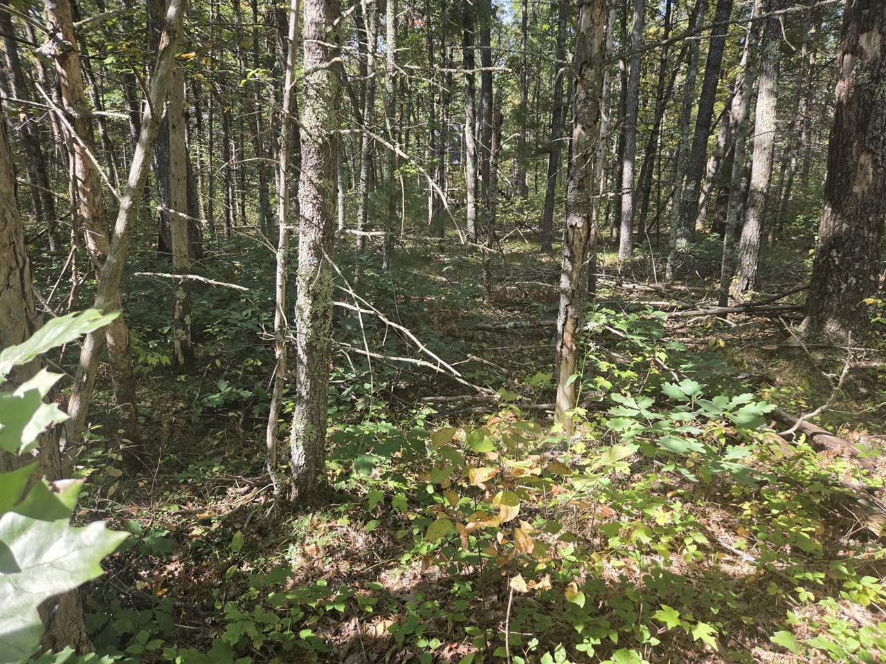 Land for sale at S Jeanne Dr, Baldwin, MI 49304 | MLS# 70562927