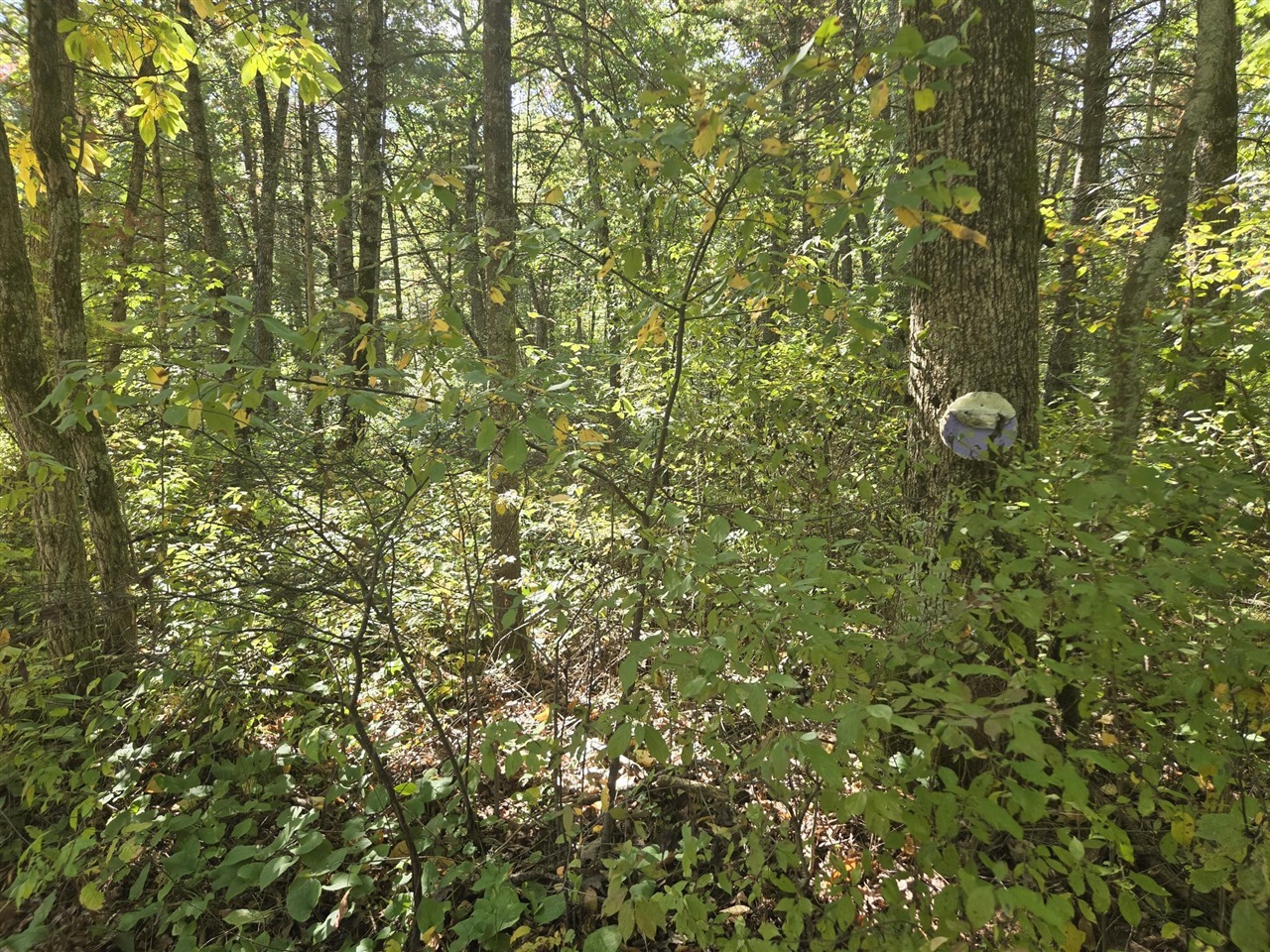 Photo 2 of Land for sale at S Jeanne Dr, Baldwin, MI 49304 | MLS# 70562927 | Listing updated on 2026-10-07