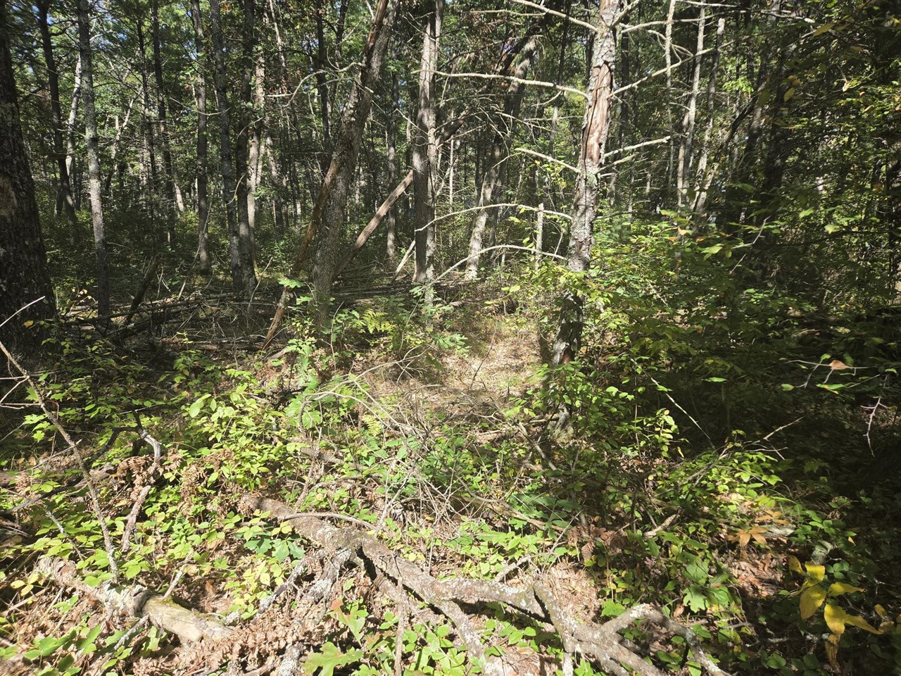 Photo 3 of Land for sale at S Jeanne Dr, Baldwin, MI 49304 | MLS# 70562927 | Listing updated on 2026-10-07