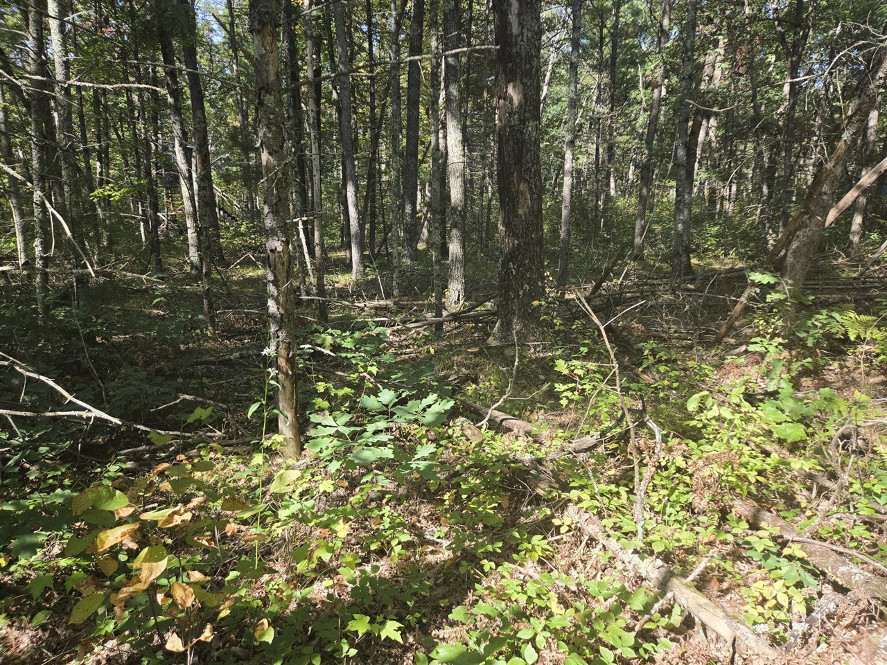Photo 3 of Land for sale at S Jeanne Dr, Baldwin, MI 49304 | MLS# 70562927 | Listing updated on 2026-10-07
