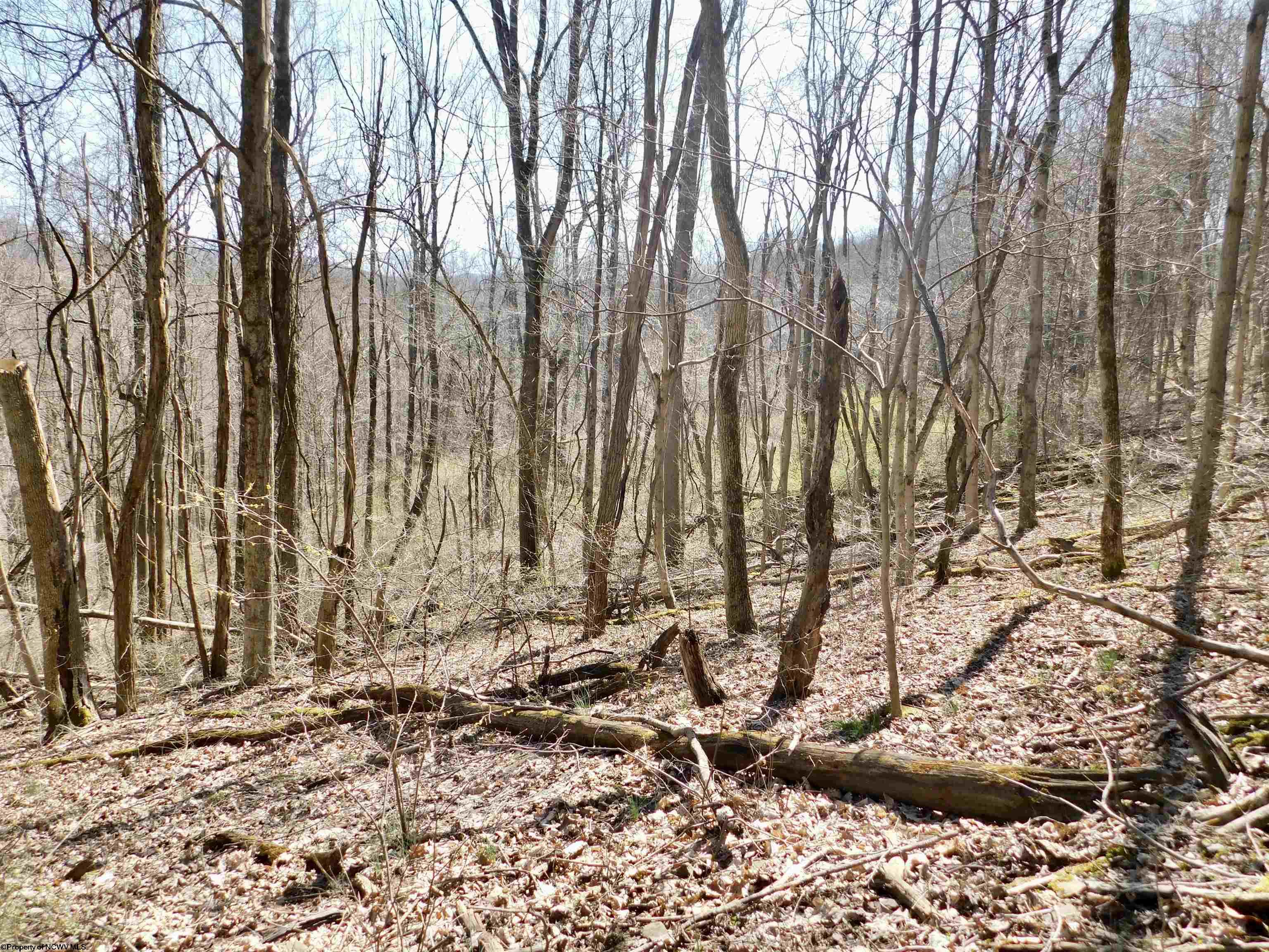 Gallery Image 19