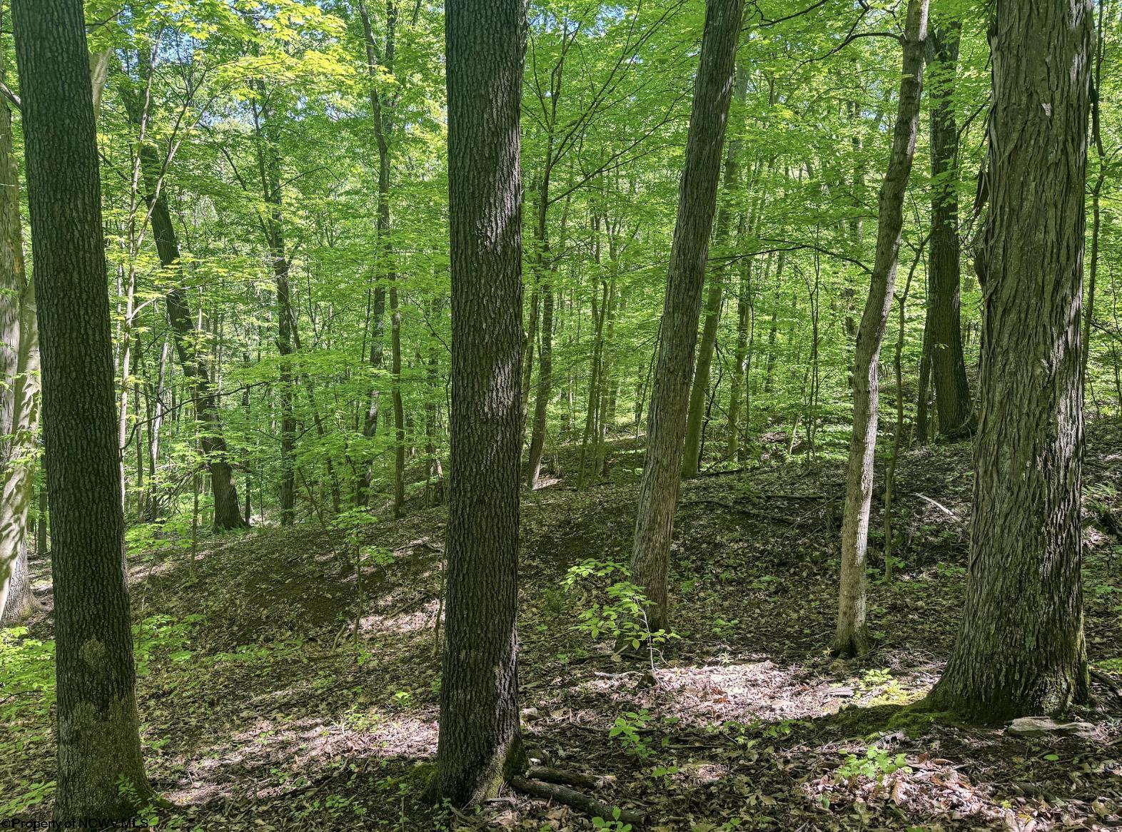 Gallery Image 11