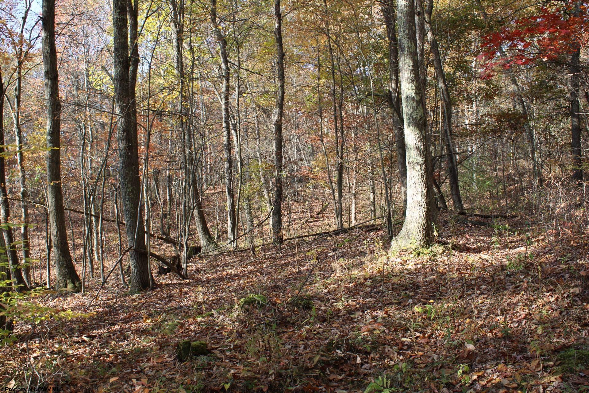 Gallery Image 11
