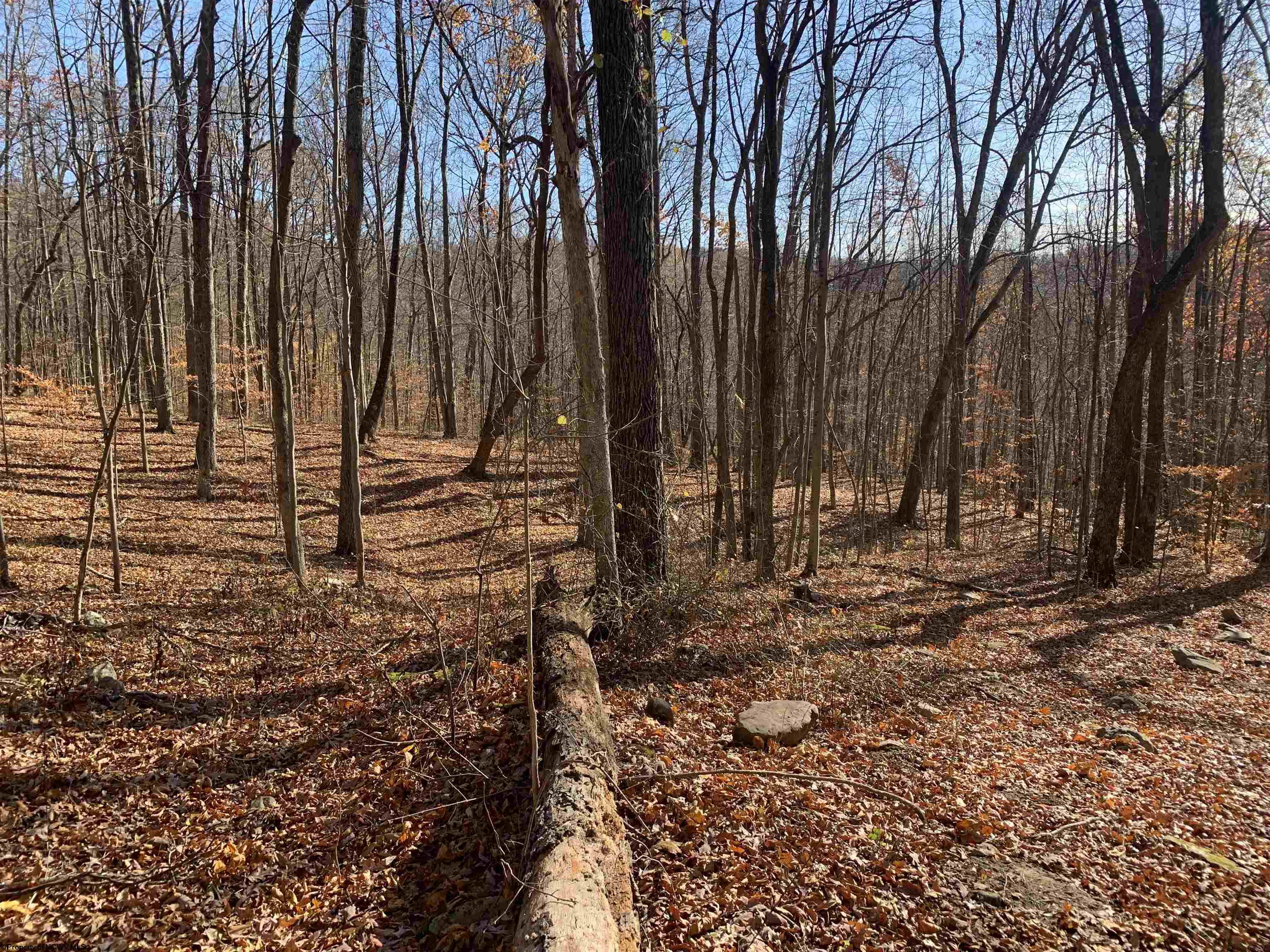 Gallery Image 11