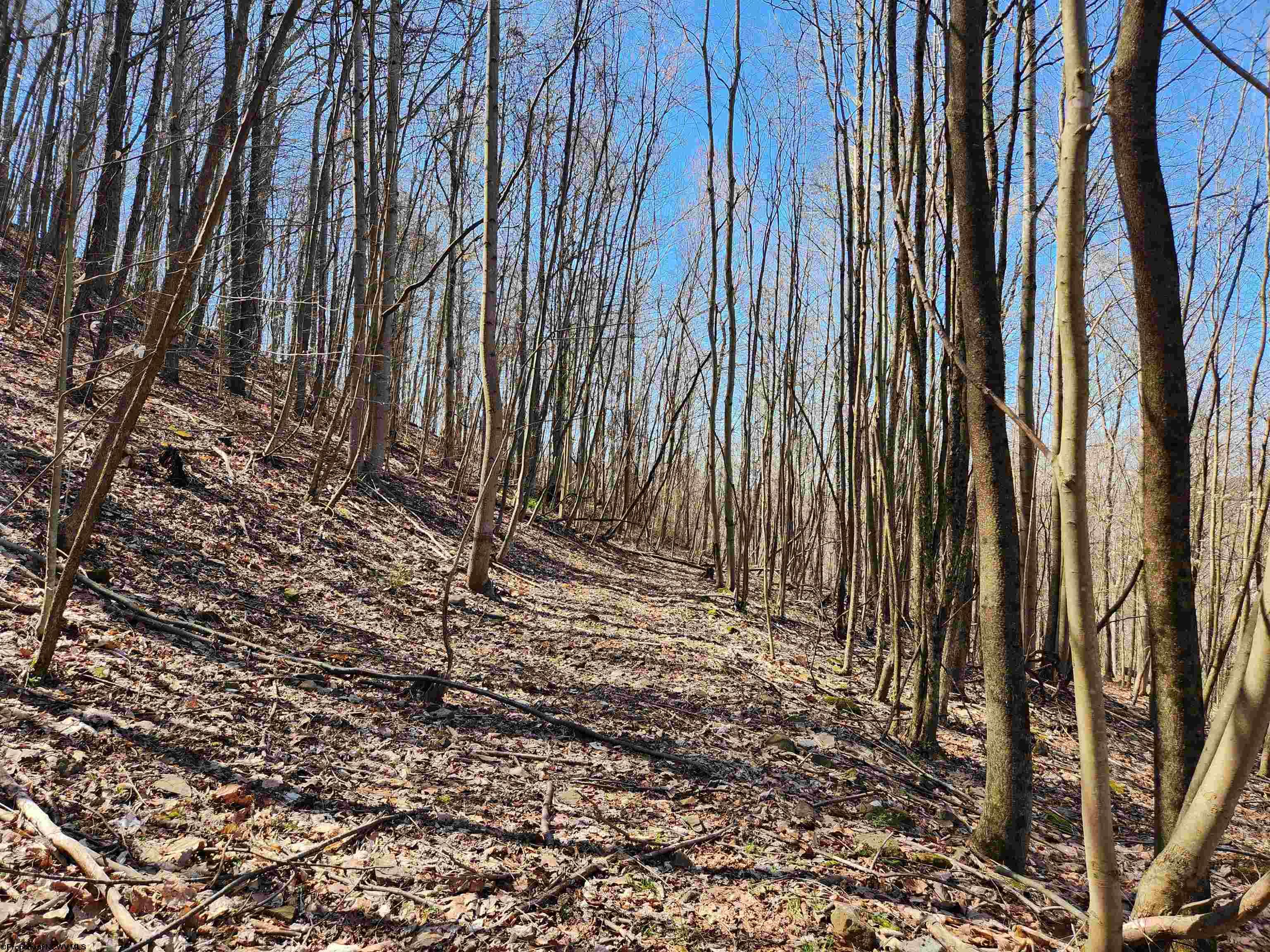 Gallery Image 11