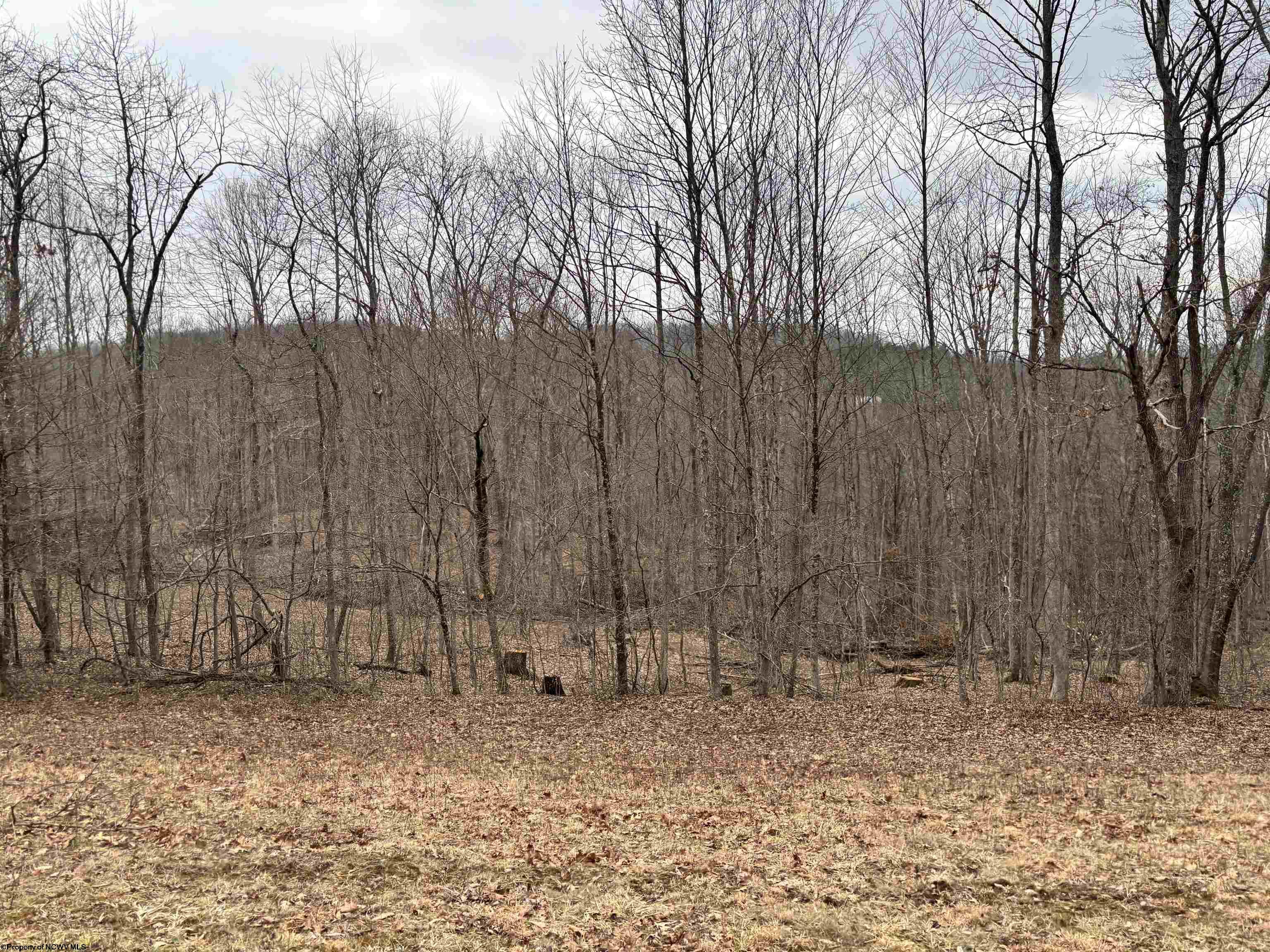 Gallery Image 11