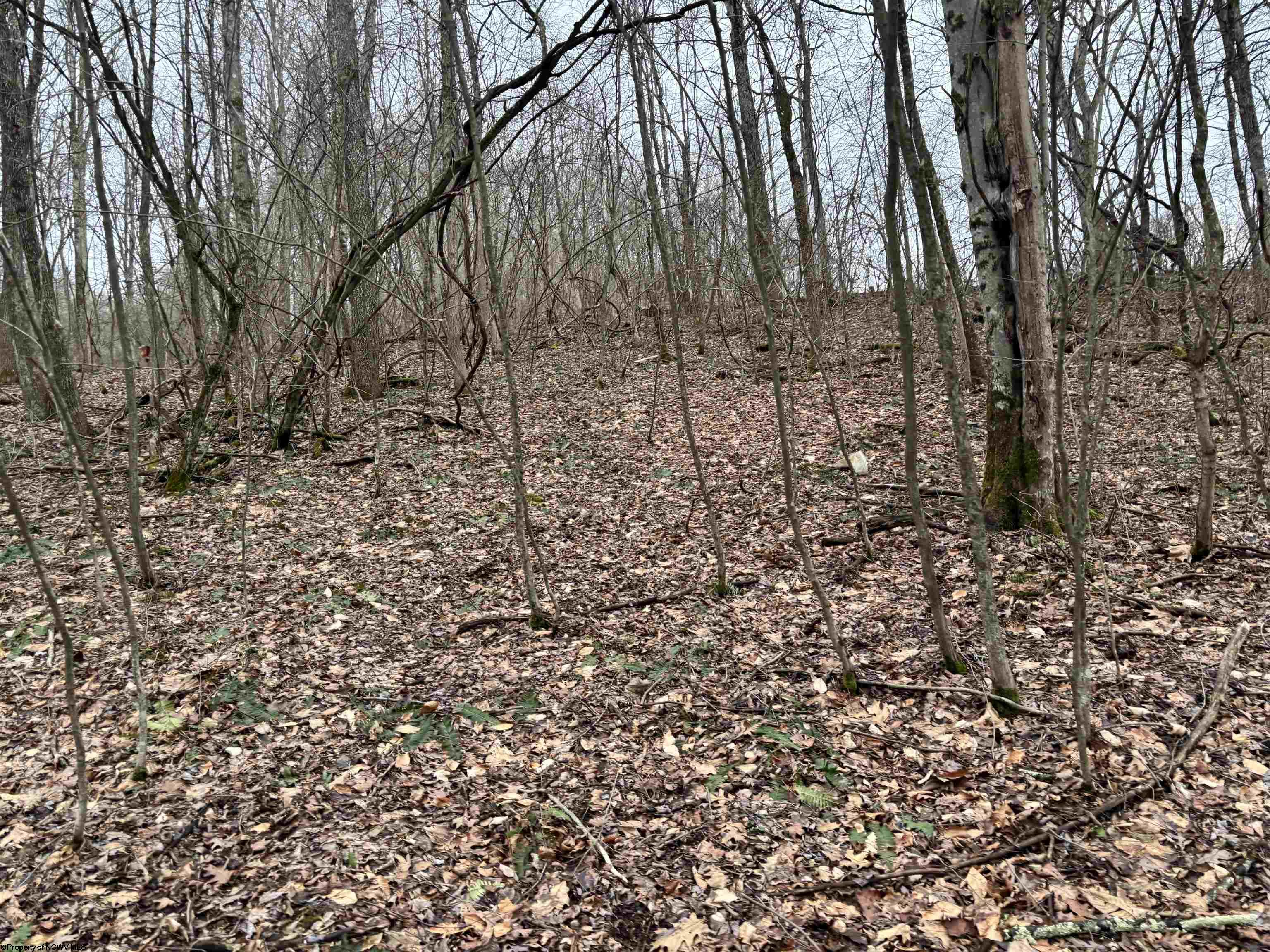 Gallery Image 17