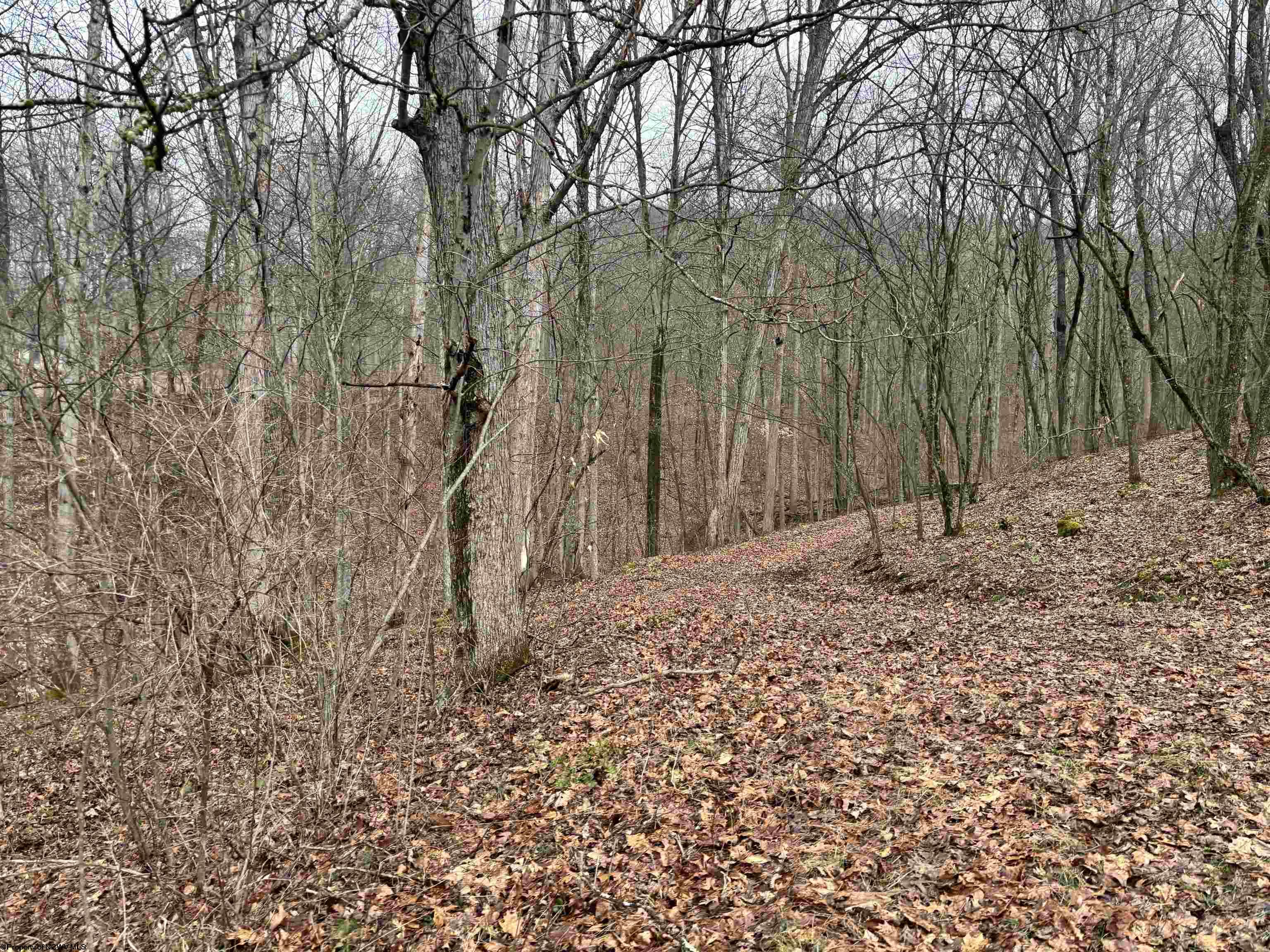 Gallery Image 6