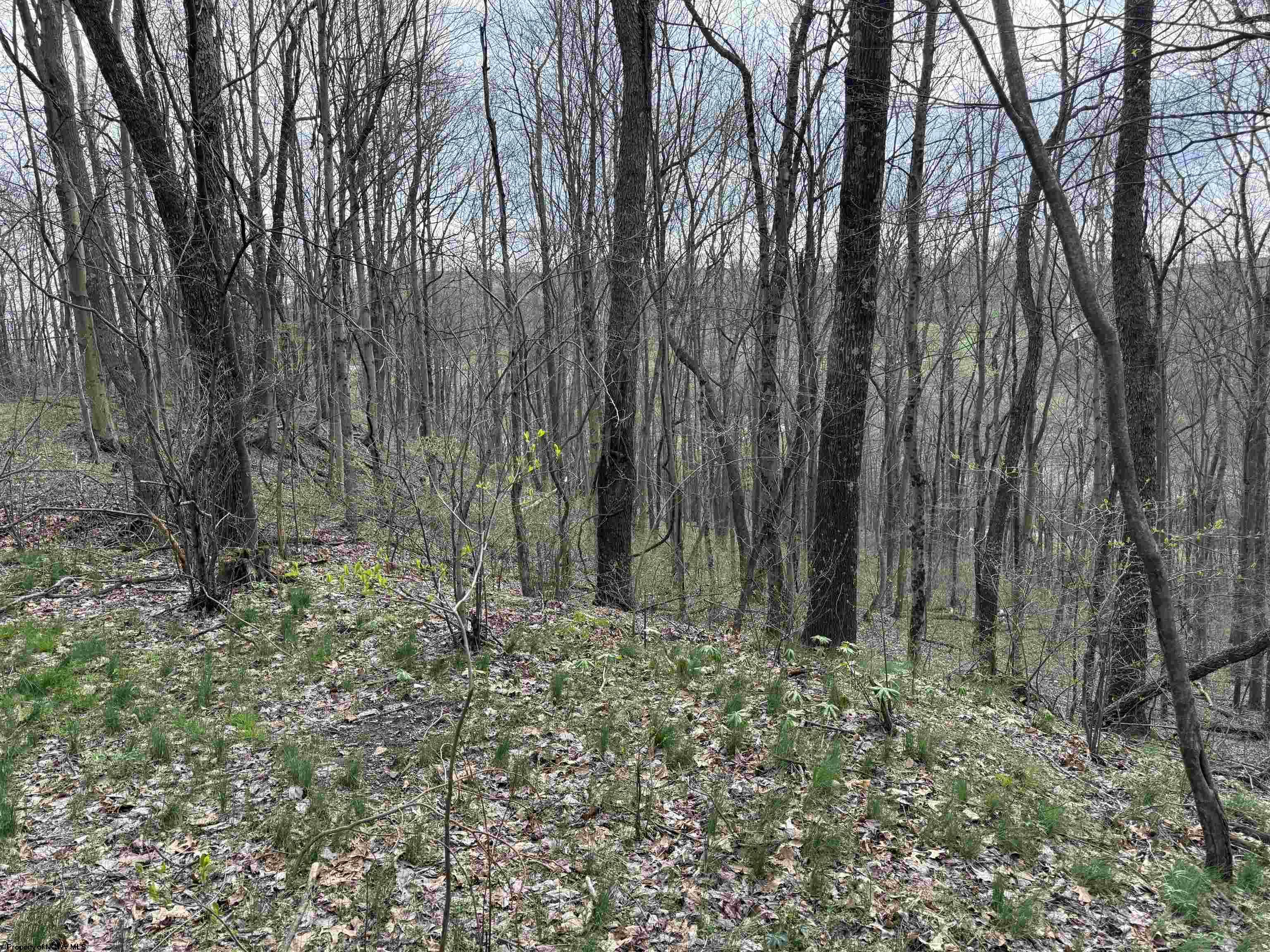 Gallery Image 11