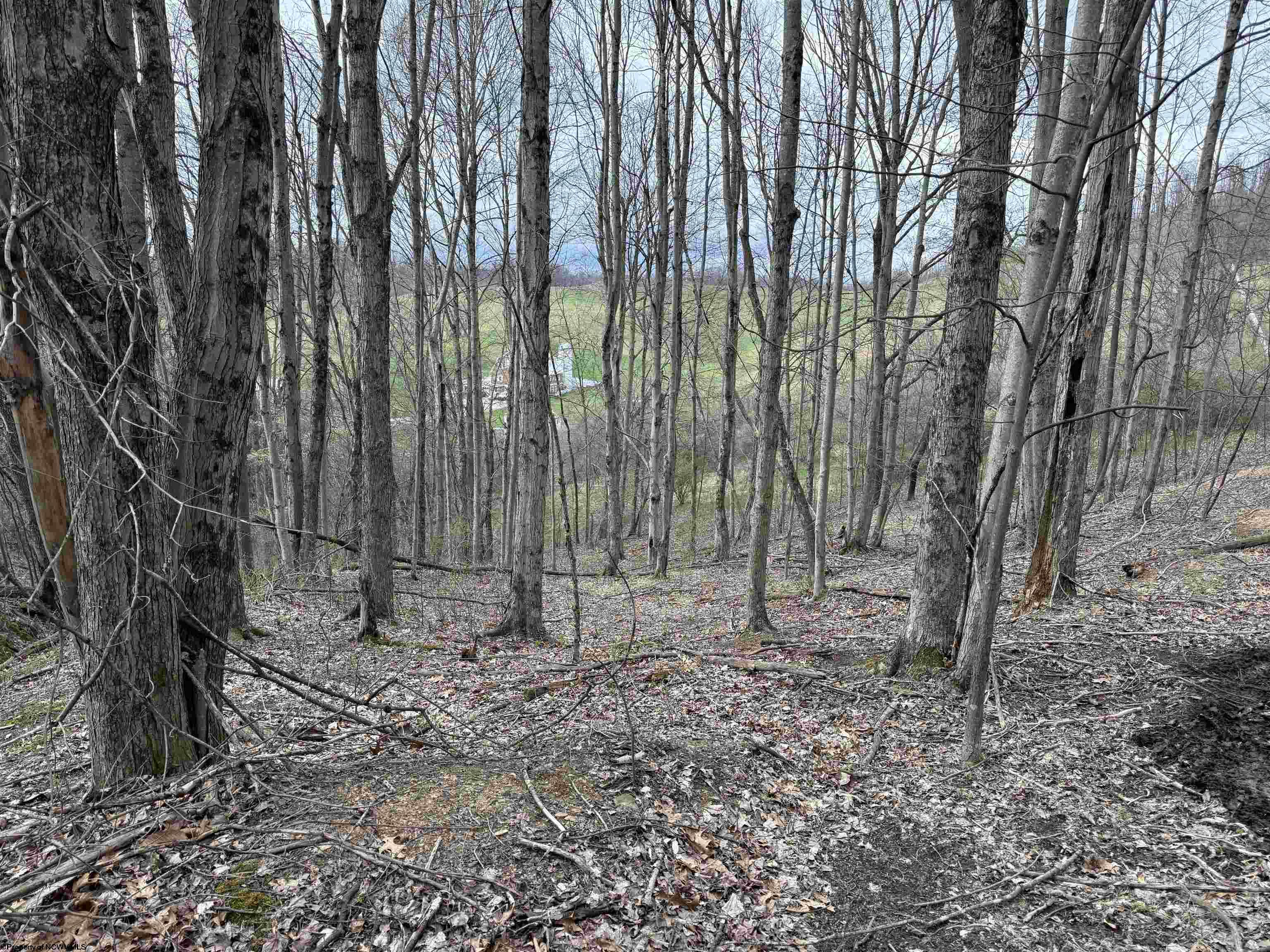Gallery Image 8