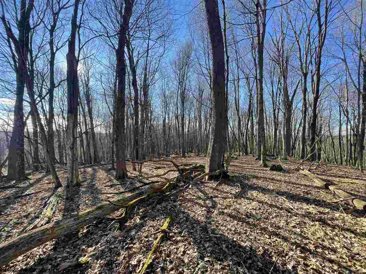 Gallery Image 15