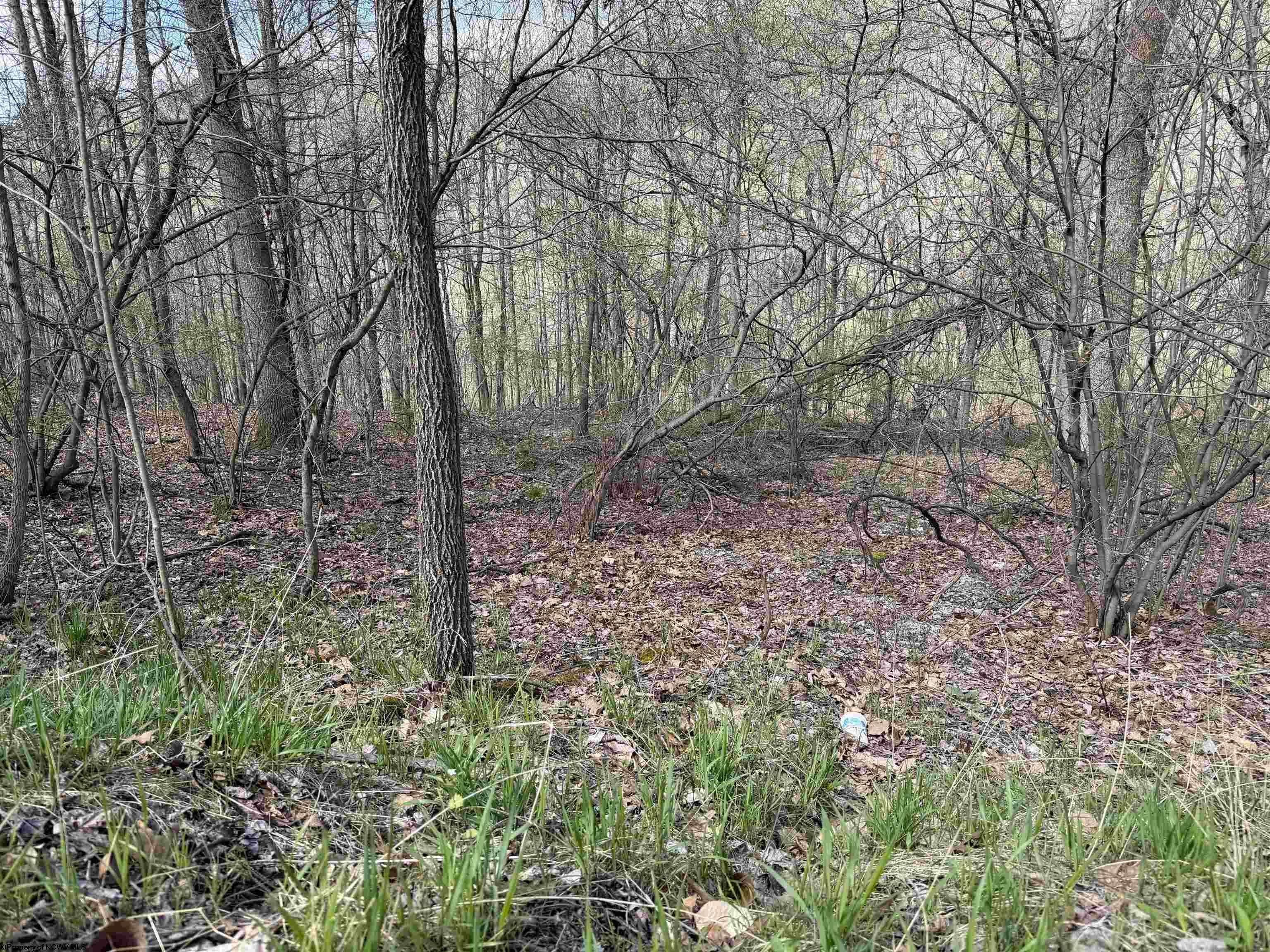 Gallery Image 11