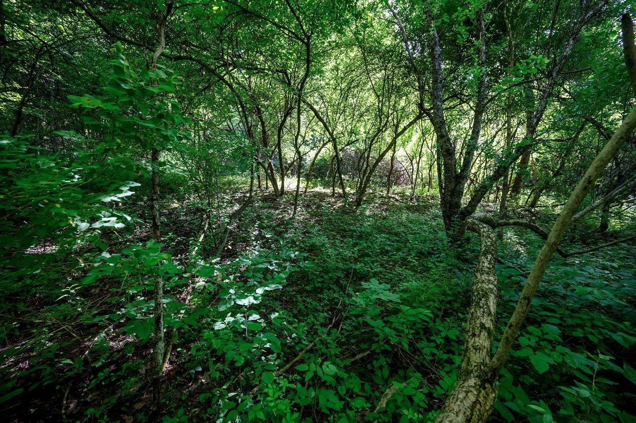 Gallery Image 12