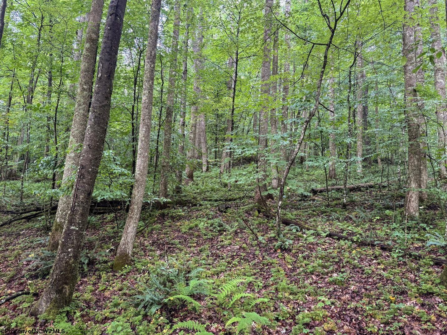 Gallery Image 14