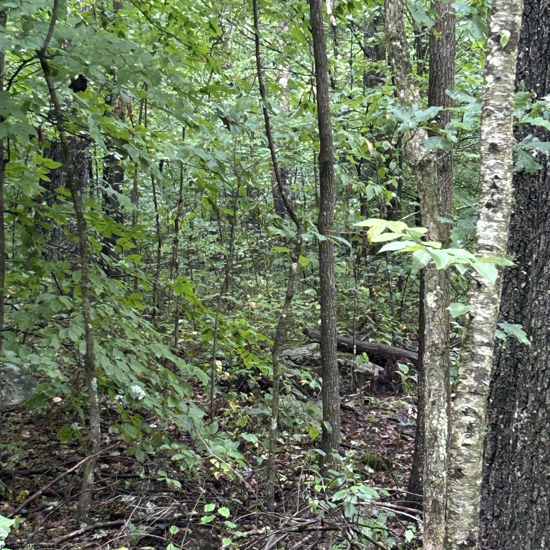 Gallery Image 9