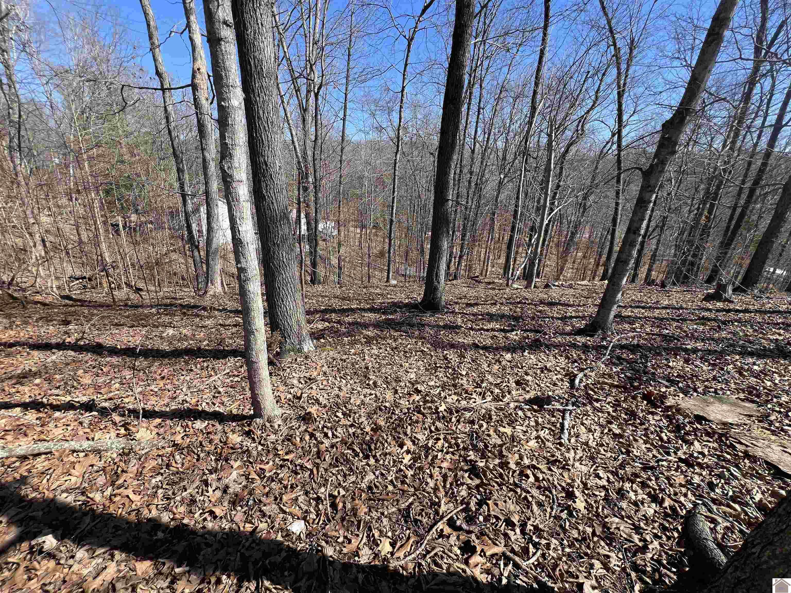 Tract 2 Oak Ridge Road, Cadiz, KY 42211 Listing Photo  23
