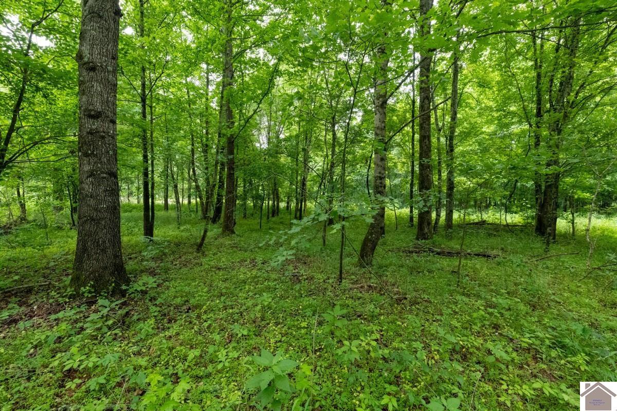 000 State Line Road East, Hazel, KY 42049 Listing Photo  3