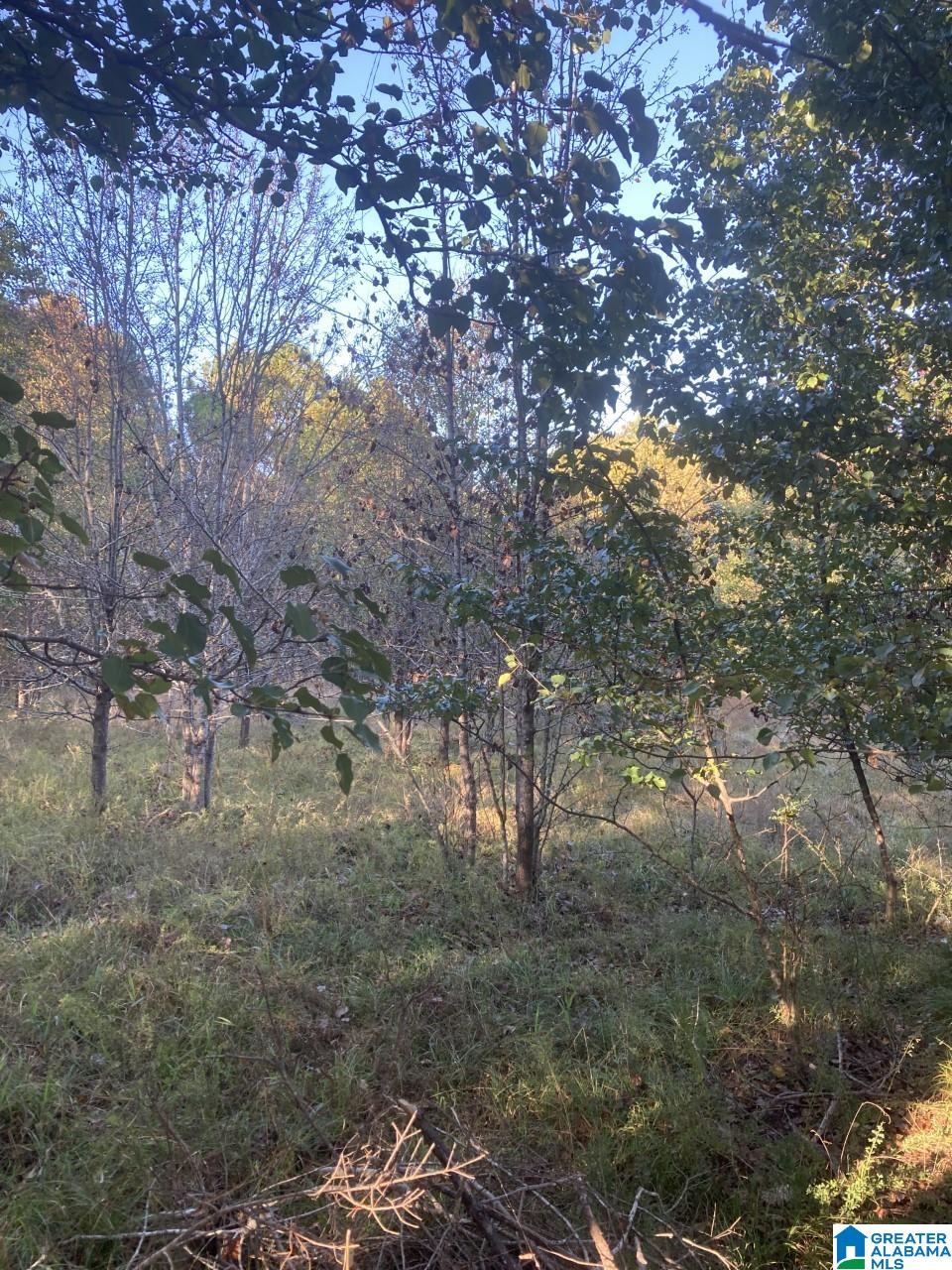117 CAHABA PARK CIRCLE