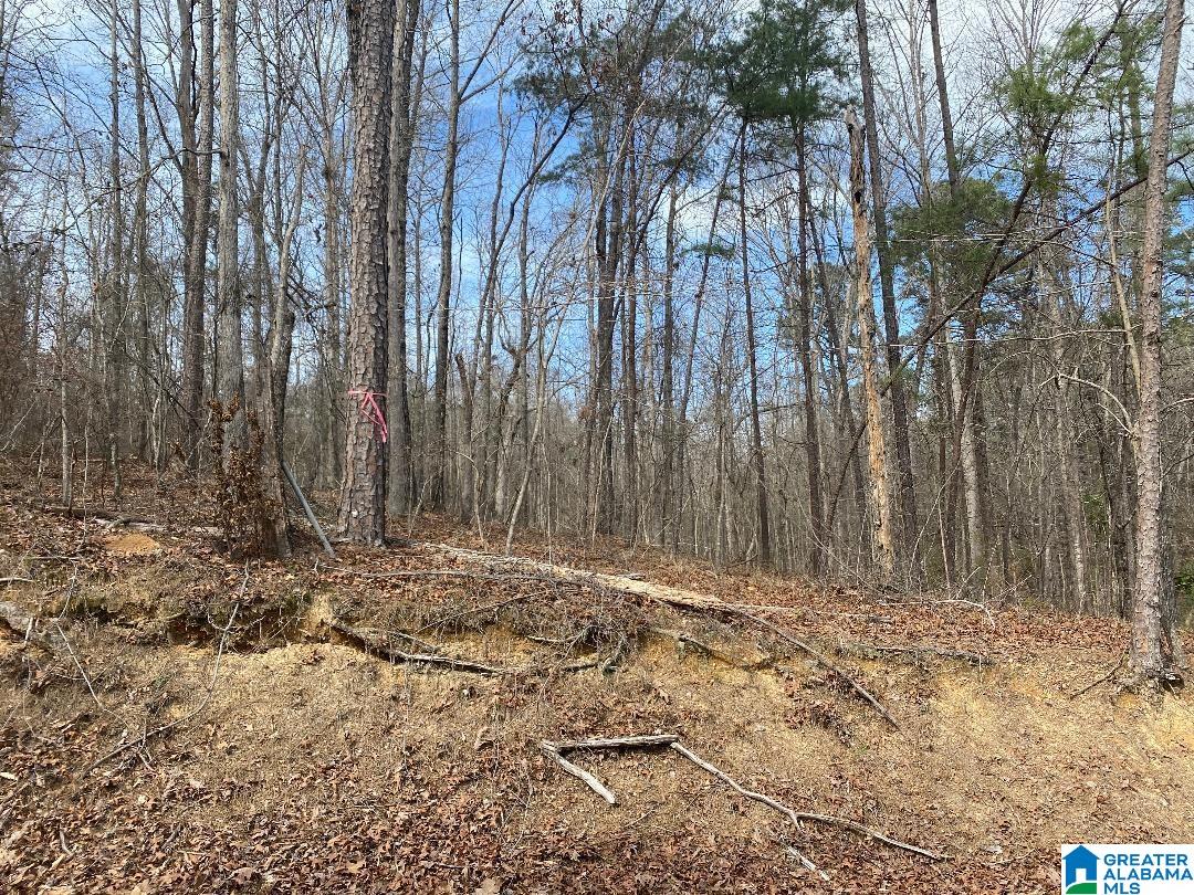 RACCOON BRANCH ROAD