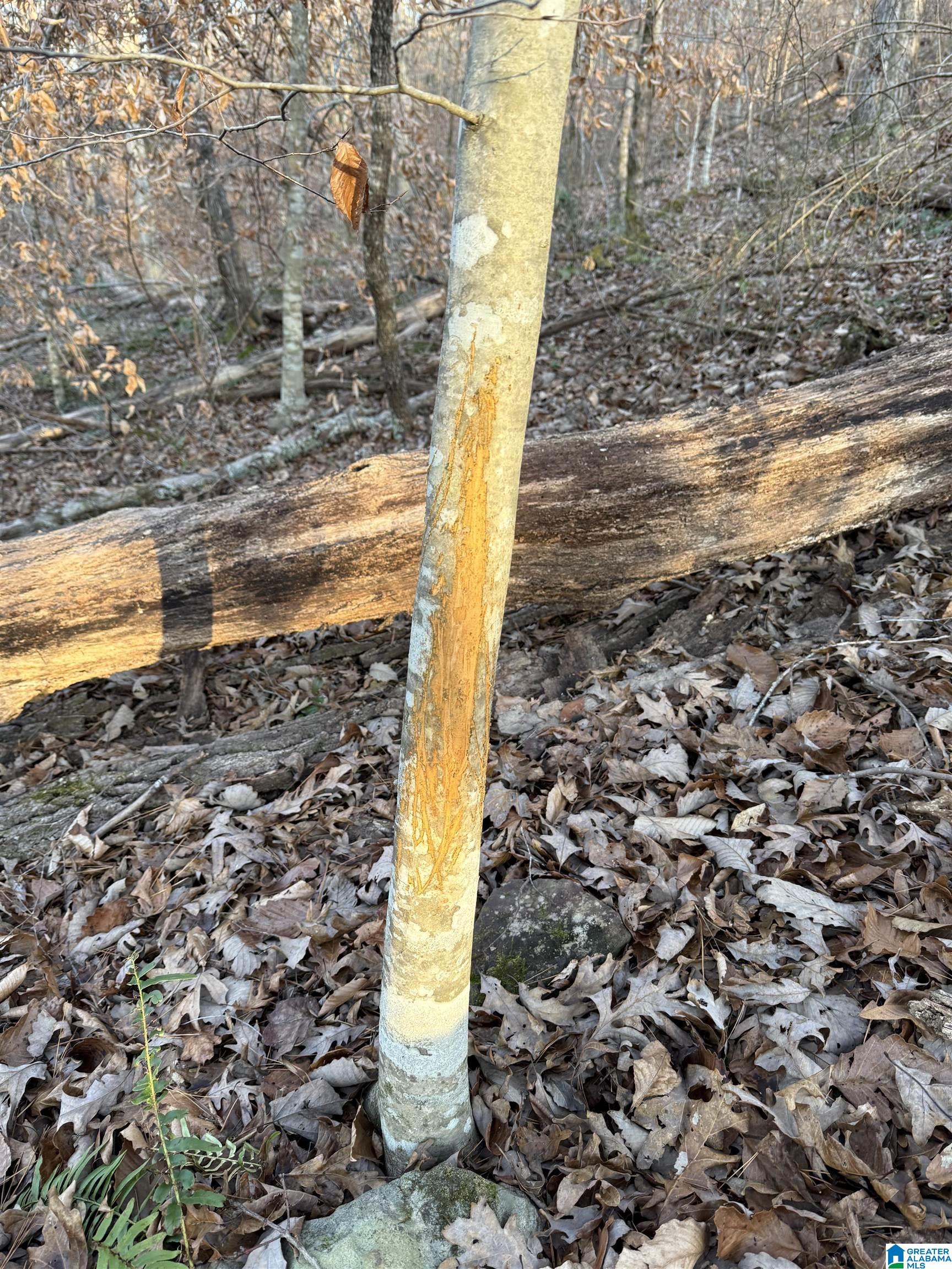 Homes for sale in Trussville, AL | 3107 Smith Sims Road, Trussville, AL 35173 | MLS# 21421499