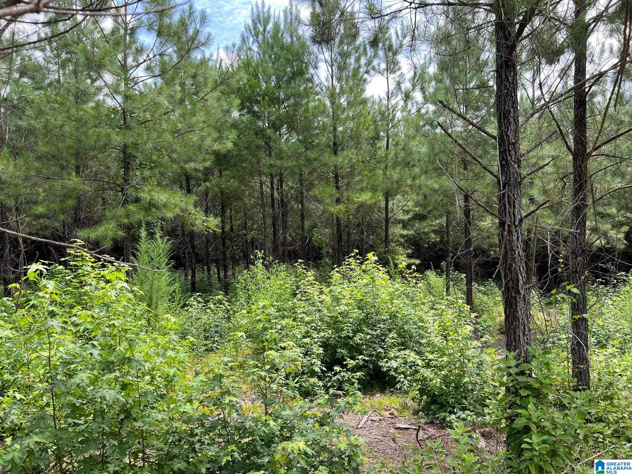 00 CAHABA HILL ROAD