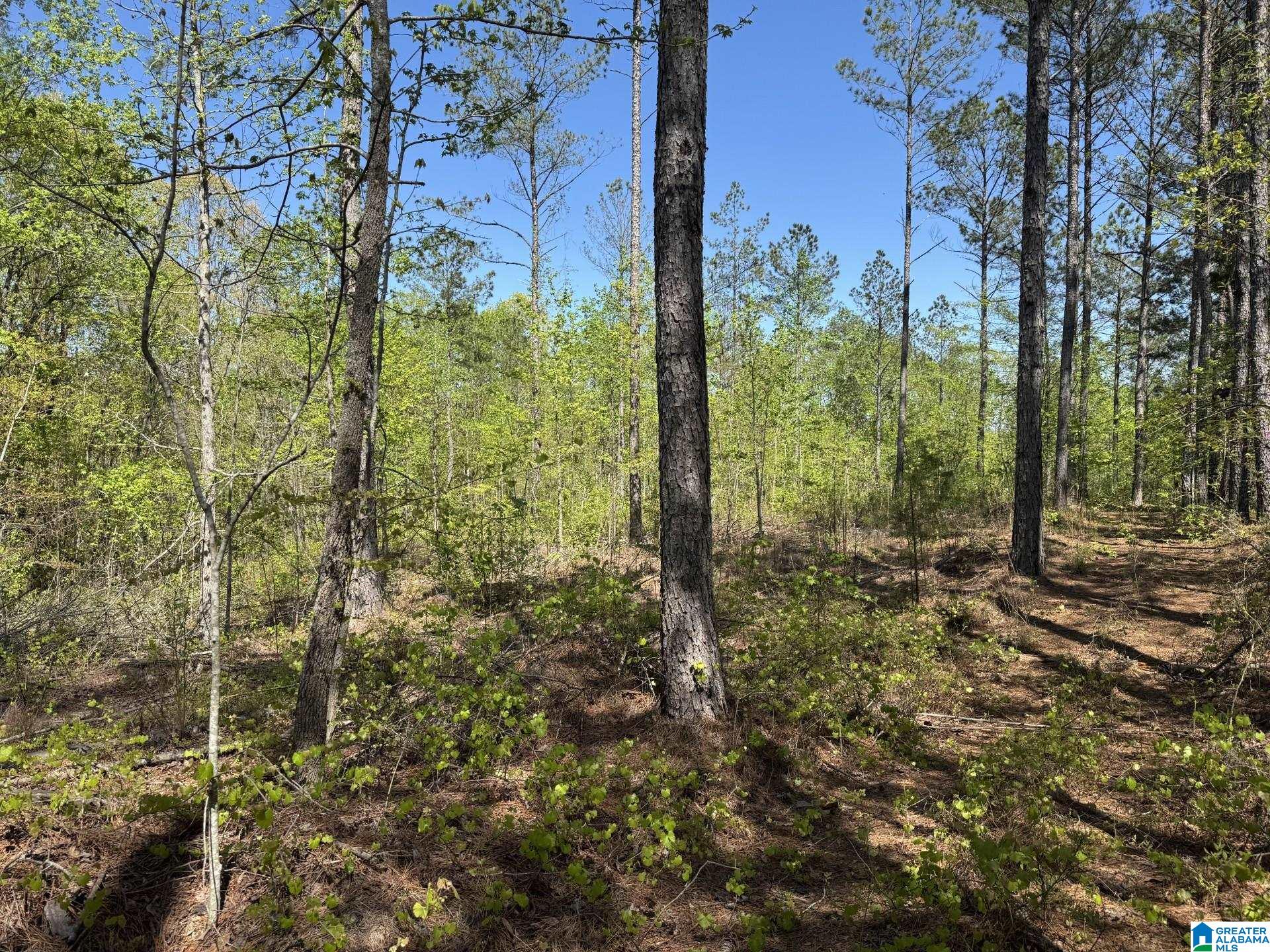Tract 3 COUNTY ROAD 268