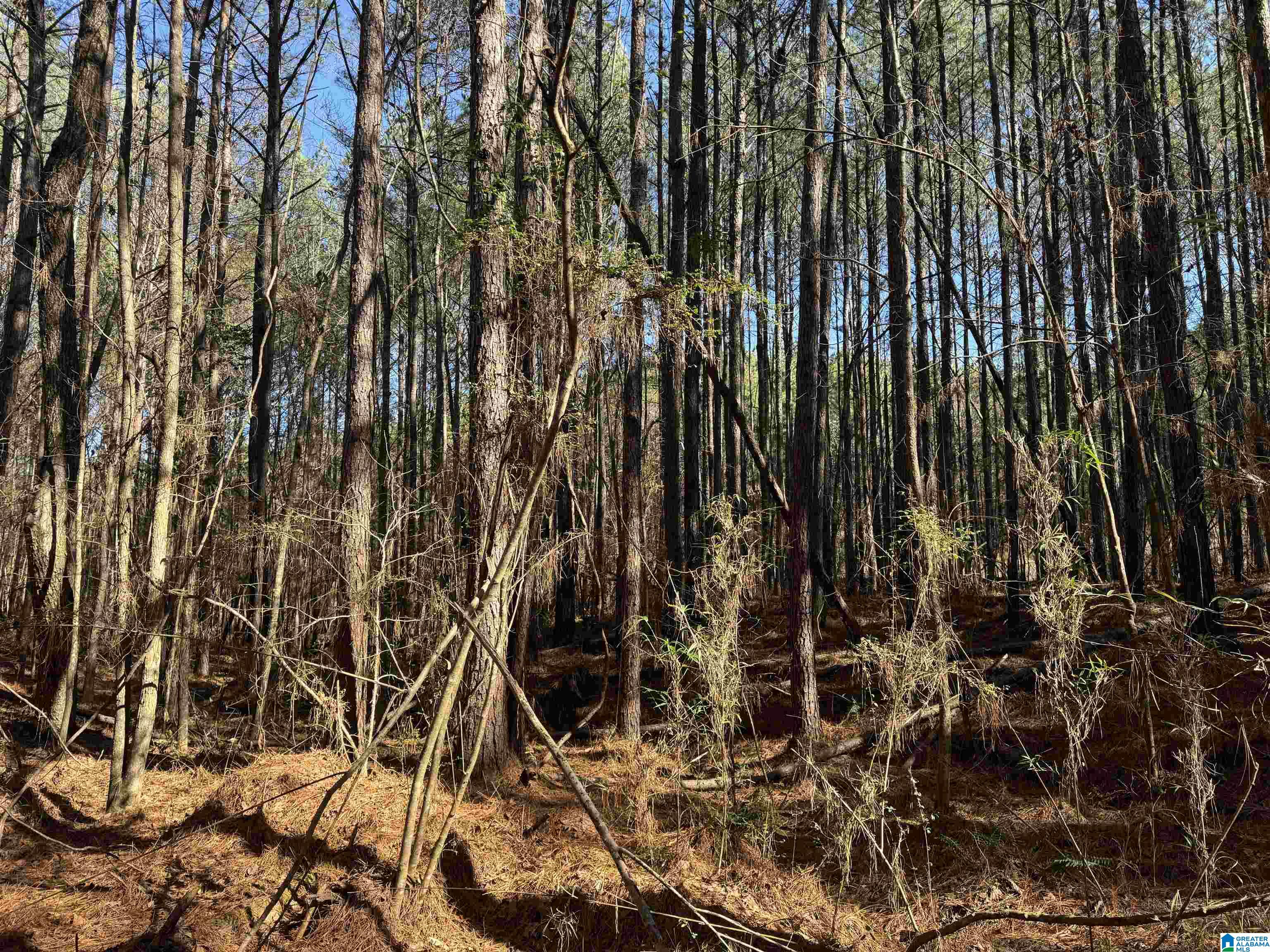 Homes for sale in Vance, AL | 0 Booler Road, Vance, AL 35490 | MLS# 21433454