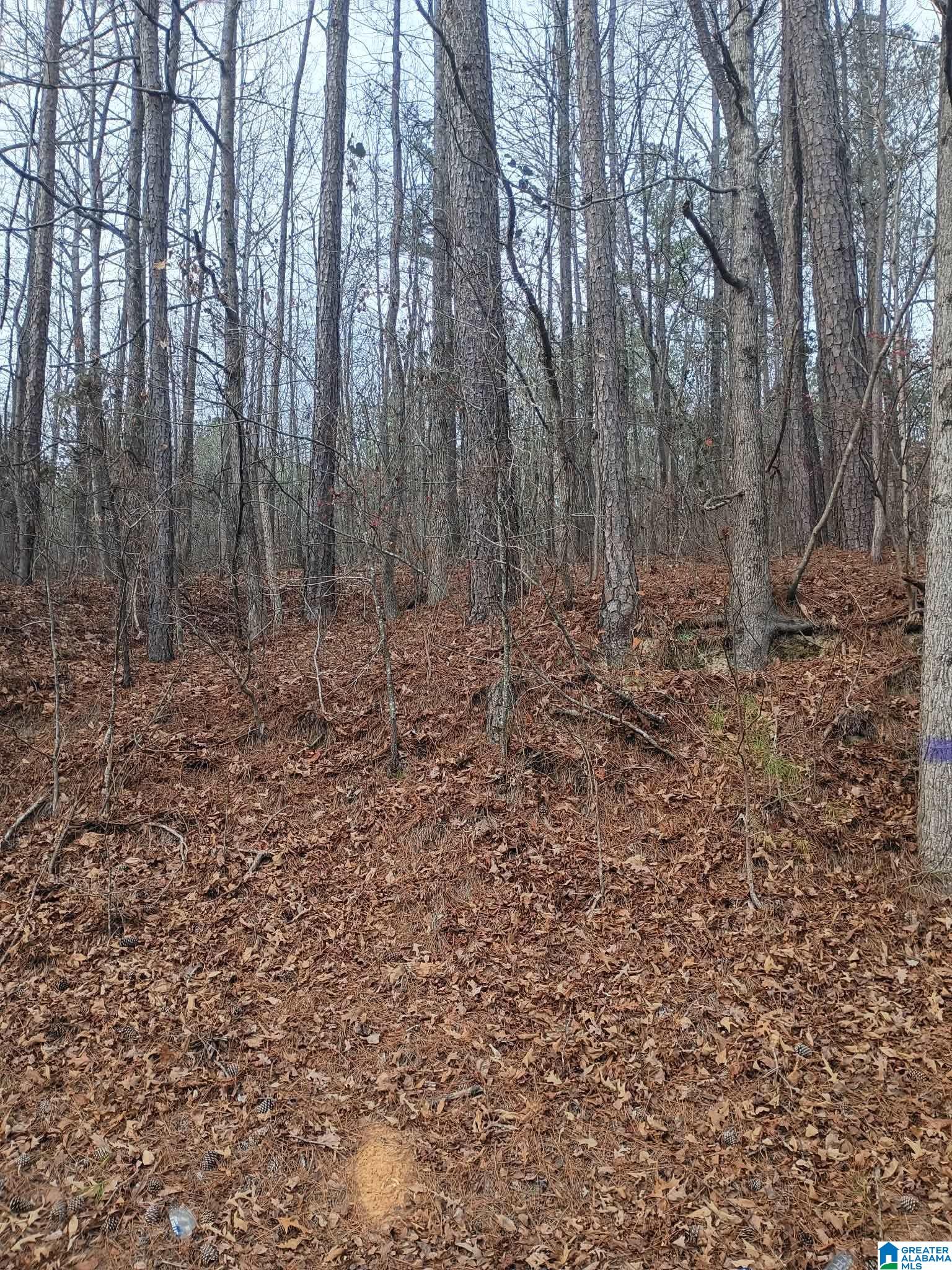 Homes for sale in Blountsville, AL | County Hwy 26, Blountsville, AL 35031 | MLS# 21439055