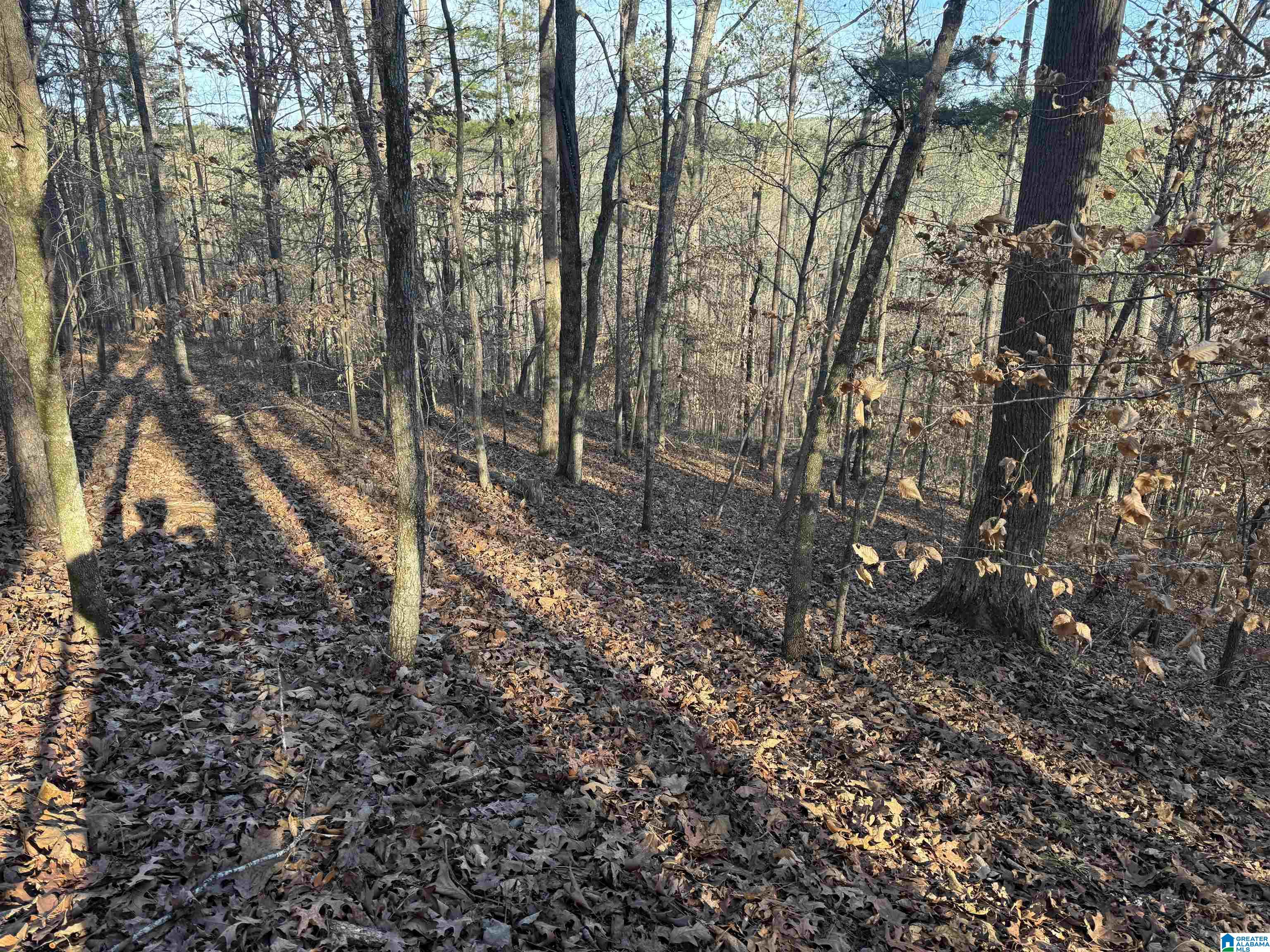 Homes for sale in Piedmont, AL | 56 Acres County Road 202, Piedmont, AL 36272 | MLS# 21440404