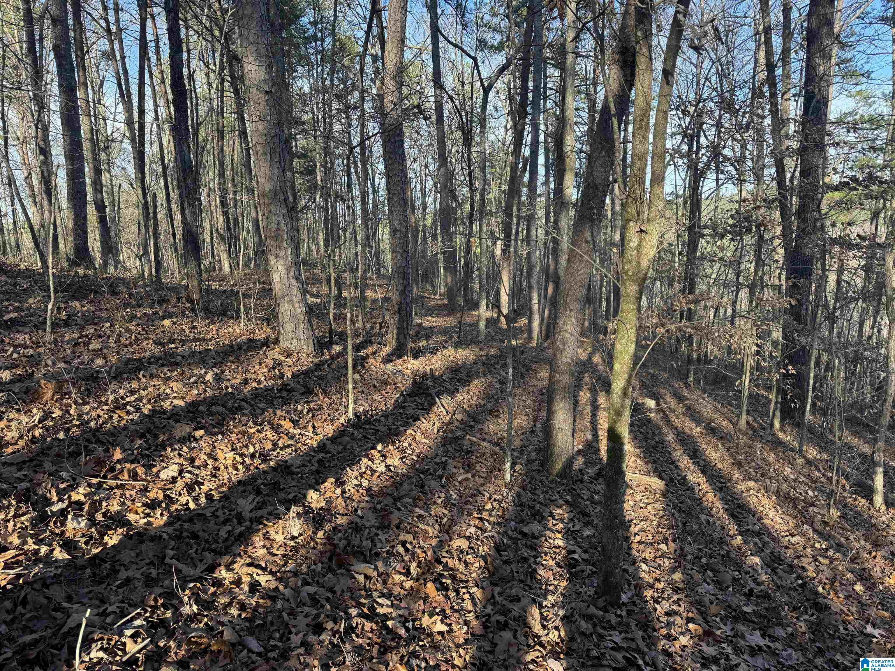 Homes for sale in Piedmont, AL | 56 Acres County Road 202, Piedmont, AL 36272 | MLS# 21440404