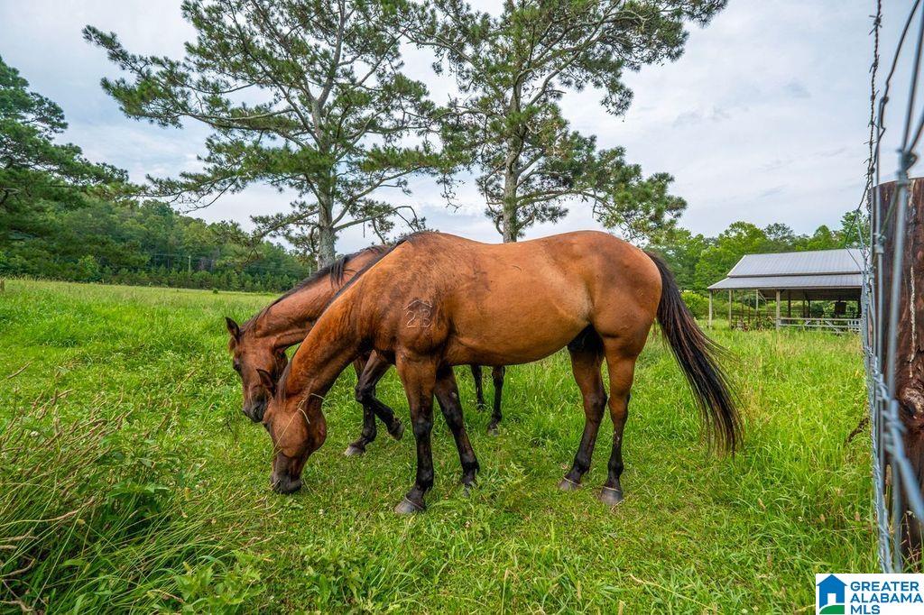 Homes for sale in Wellington, AL | 2350 Hwy 204, Wellington, AL 36279 | MLS# 21441013