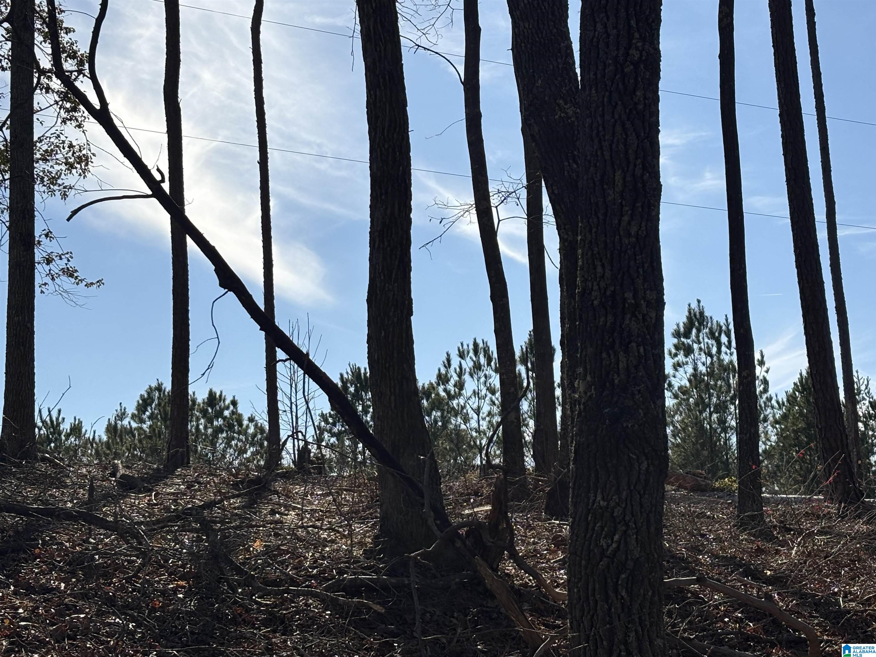 Homes for sale in Woodland, AL | Lot 11 County Road 499, Woodland, AL 36280 | MLS# 21441383