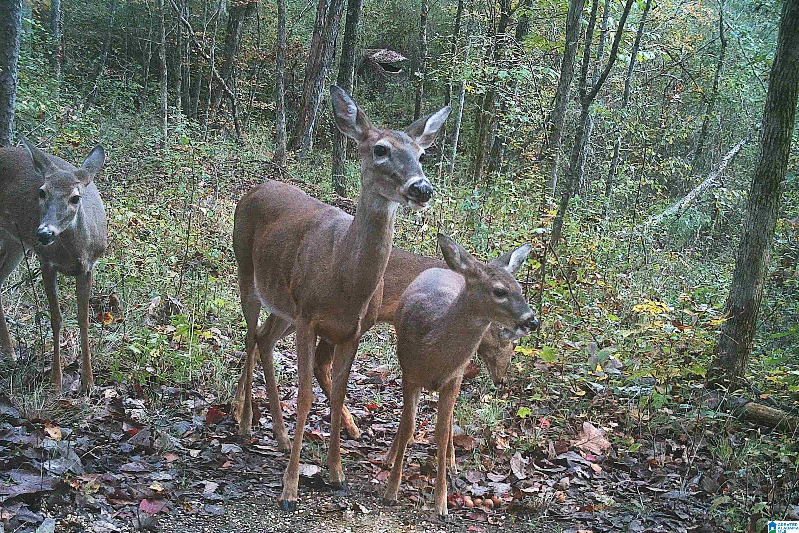 Homes for sale in Pell City, AL | 0 Kanasita Dr, Pell City, AL 35128 | MLS# 21441467