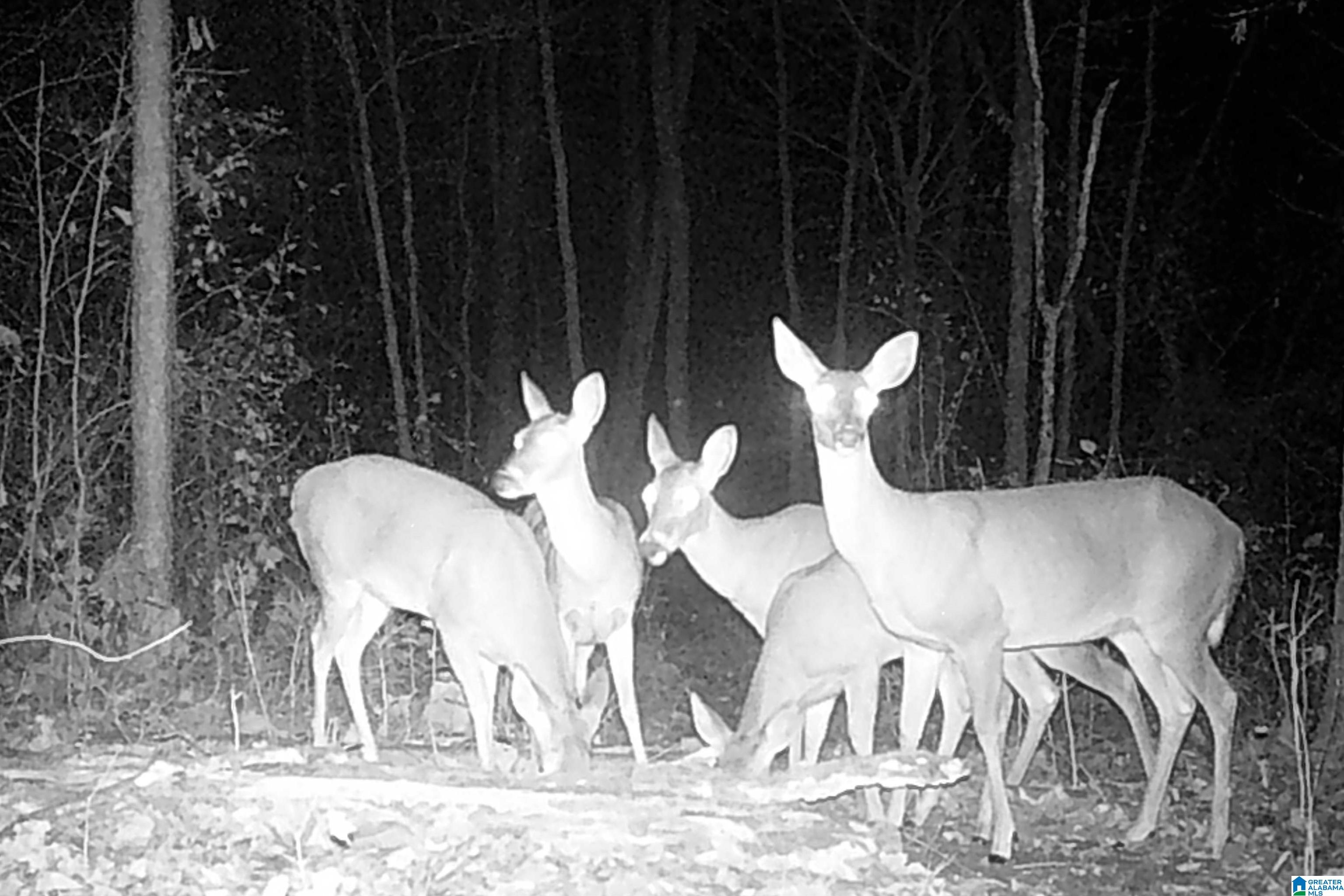 Homes for sale in Pell City, AL | 0 Kanasita Dr, Pell City, AL 35128 | MLS# 21441467